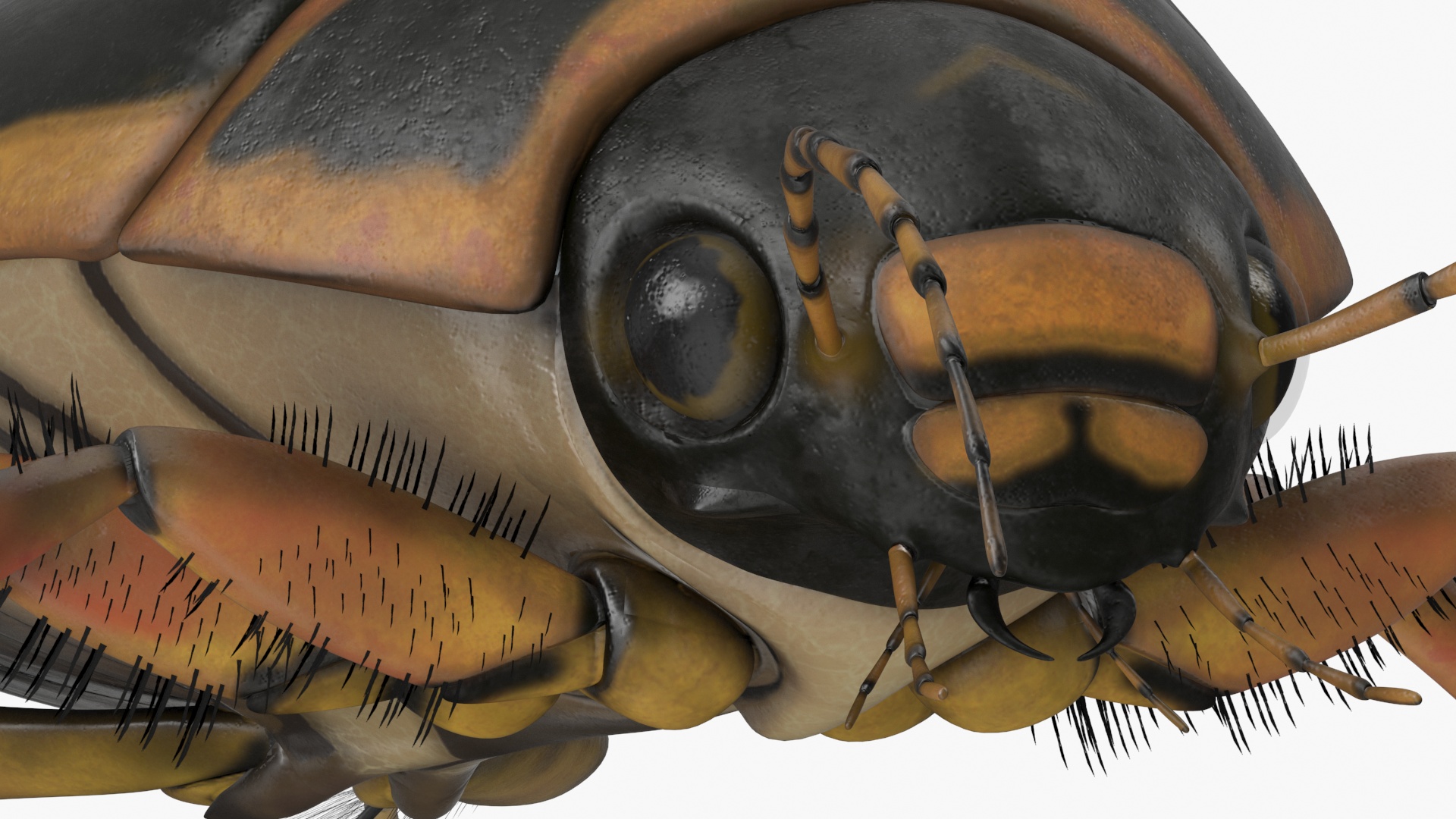 3D Water Beetle Brown Realistic model