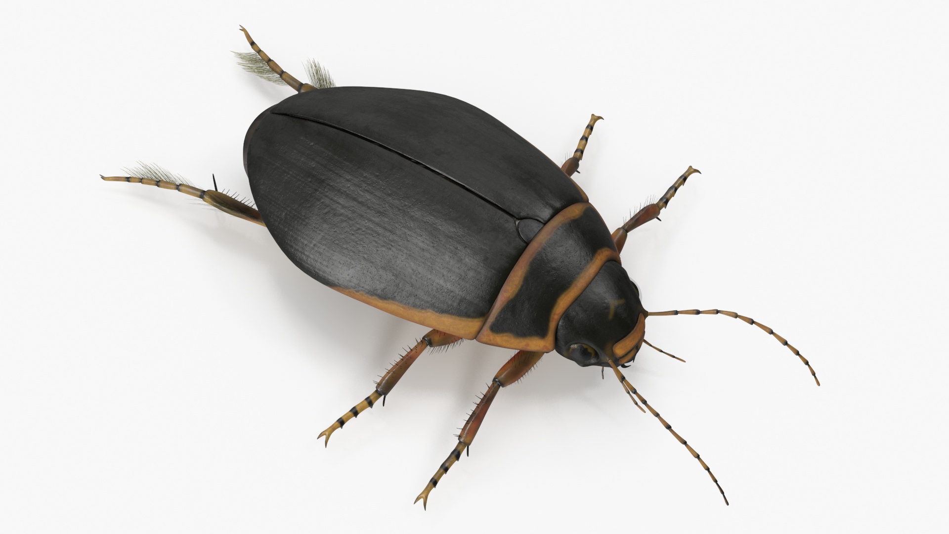 3D Water Beetle Brown Realistic model