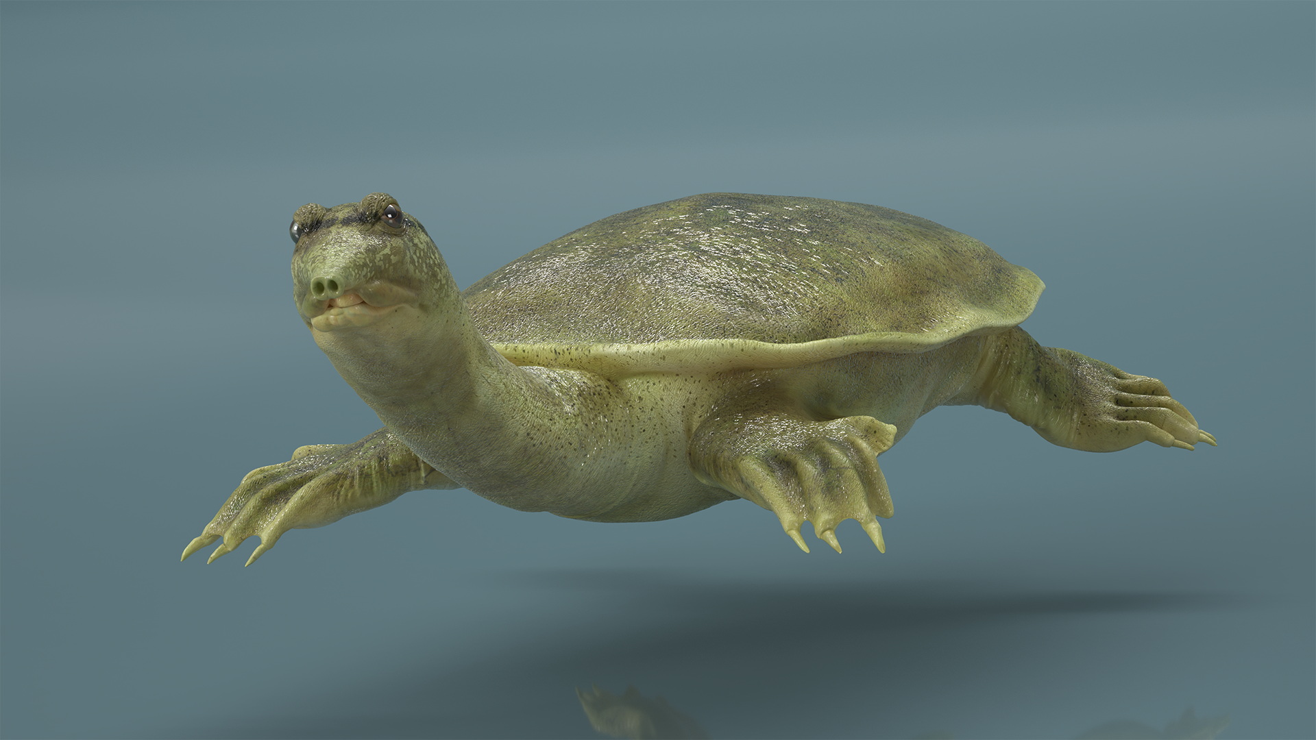 3D Realistic Chinese Softshell Turtle Rigged