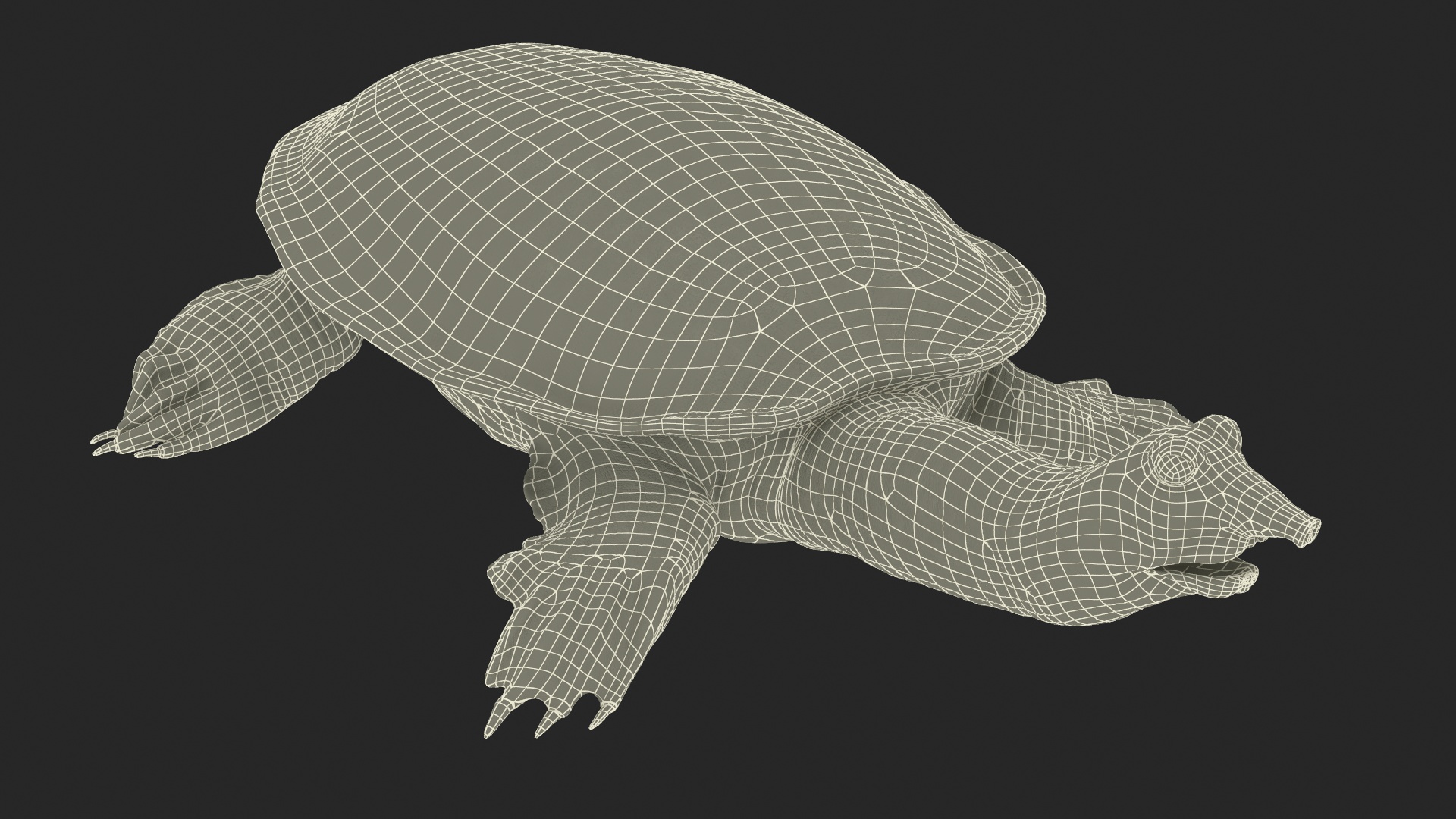 3D Realistic Chinese Softshell Turtle Rigged
