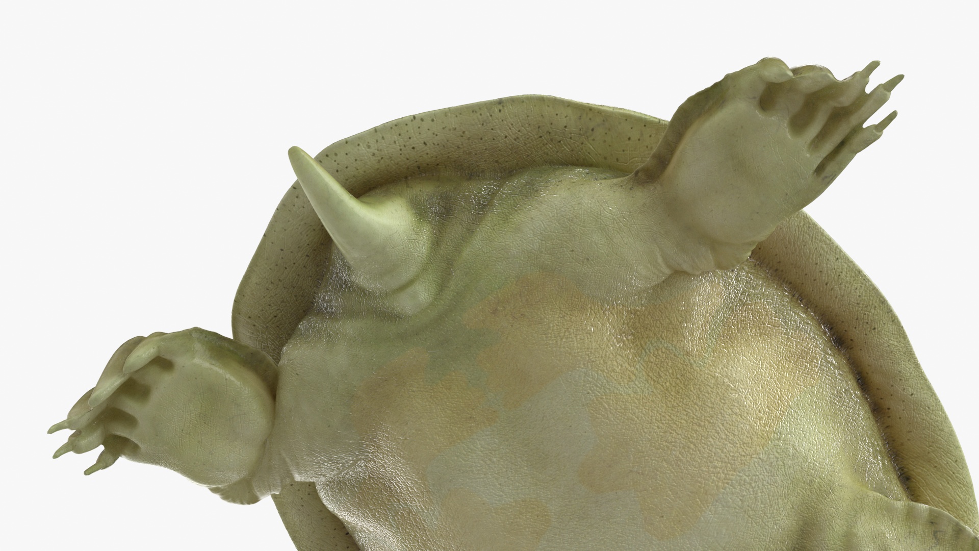 3D Realistic Chinese Softshell Turtle Rigged