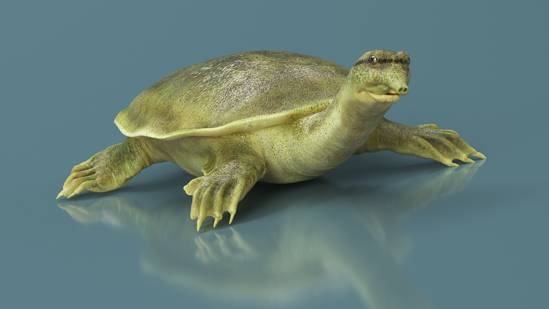 3D Realistic Chinese Softshell Turtle Rigged