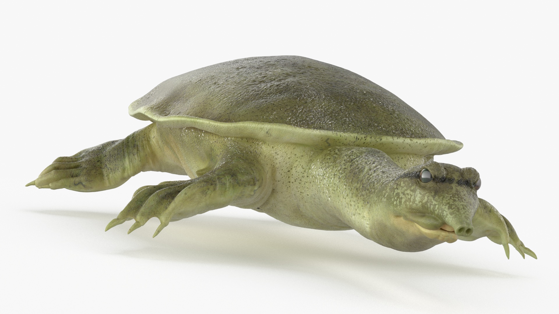 3D Realistic Chinese Softshell Turtle Rigged