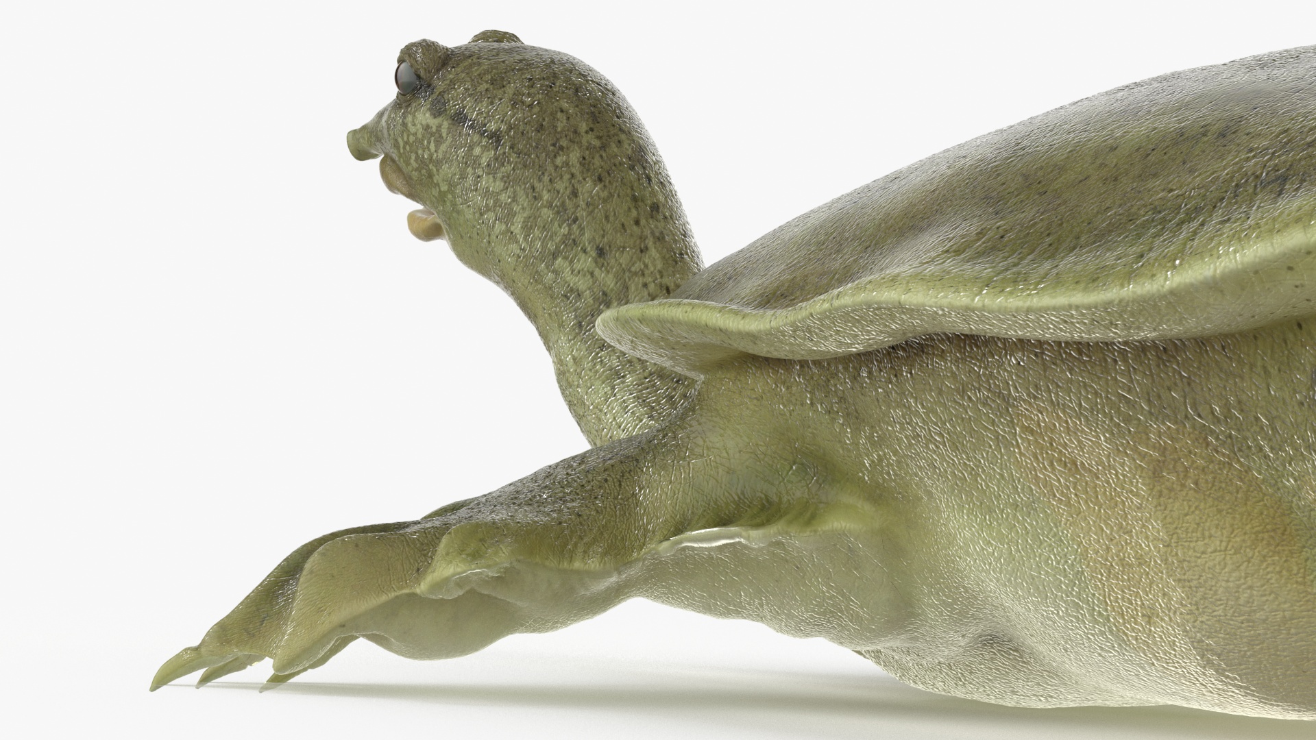 3D Realistic Chinese Softshell Turtle Rigged