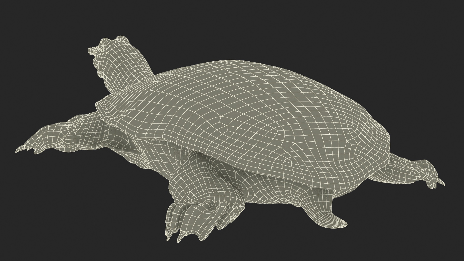 3D Realistic Chinese Softshell Turtle Rigged