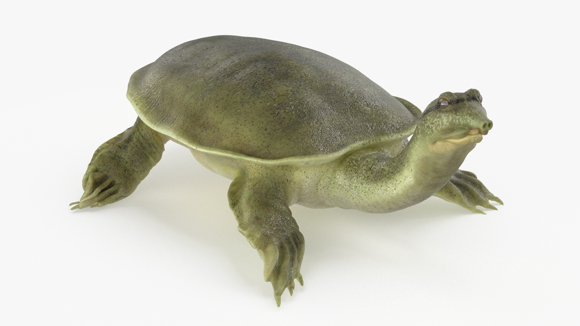 3D Realistic Chinese Softshell Turtle Rigged