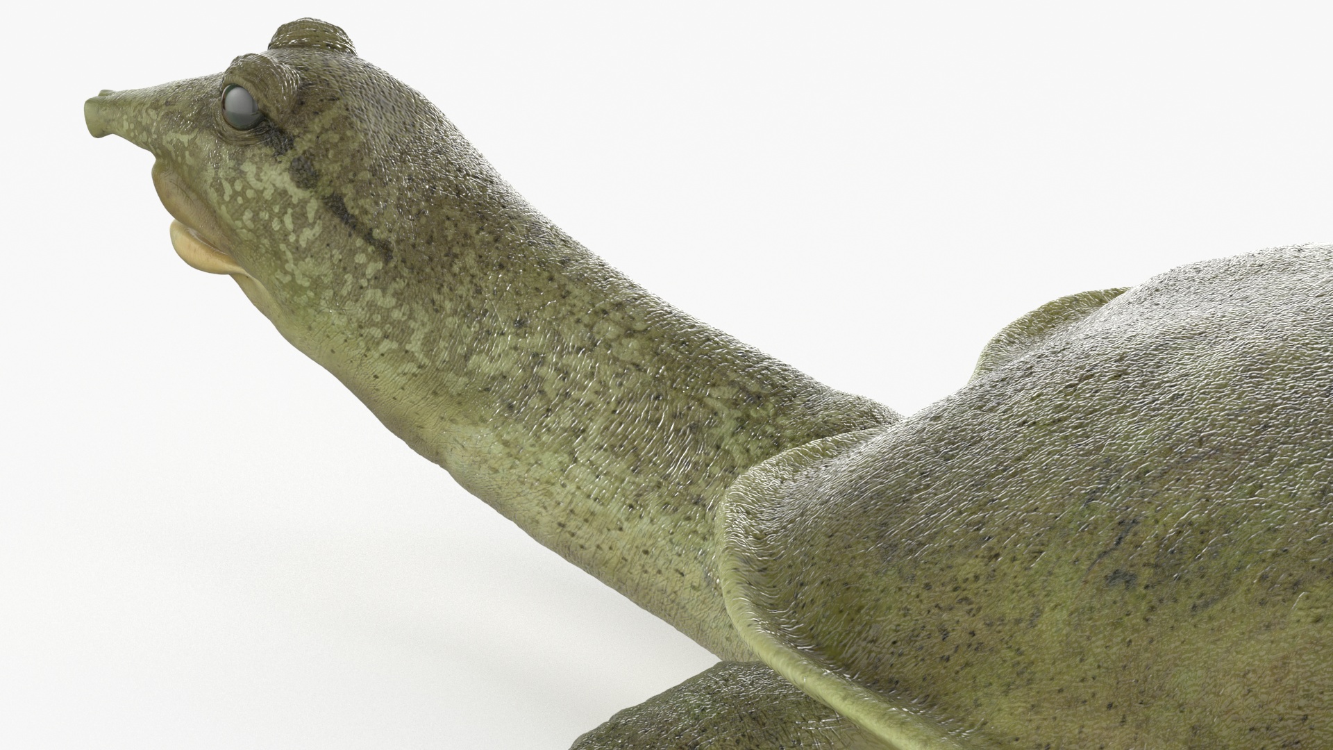 3D Realistic Chinese Softshell Turtle Rigged