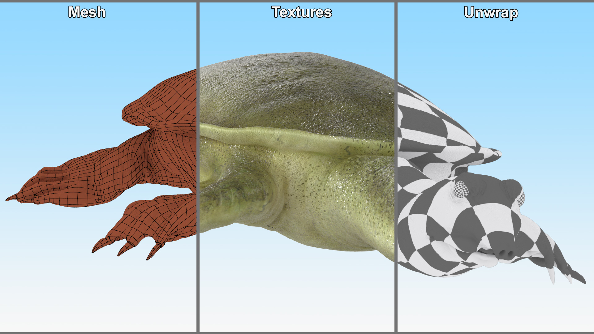3D Realistic Chinese Softshell Turtle Rigged