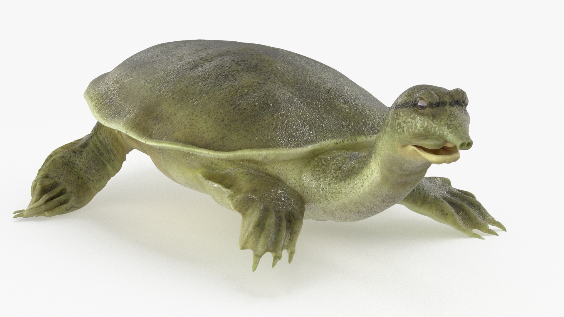 3D Realistic Chinese Softshell Turtle Rigged