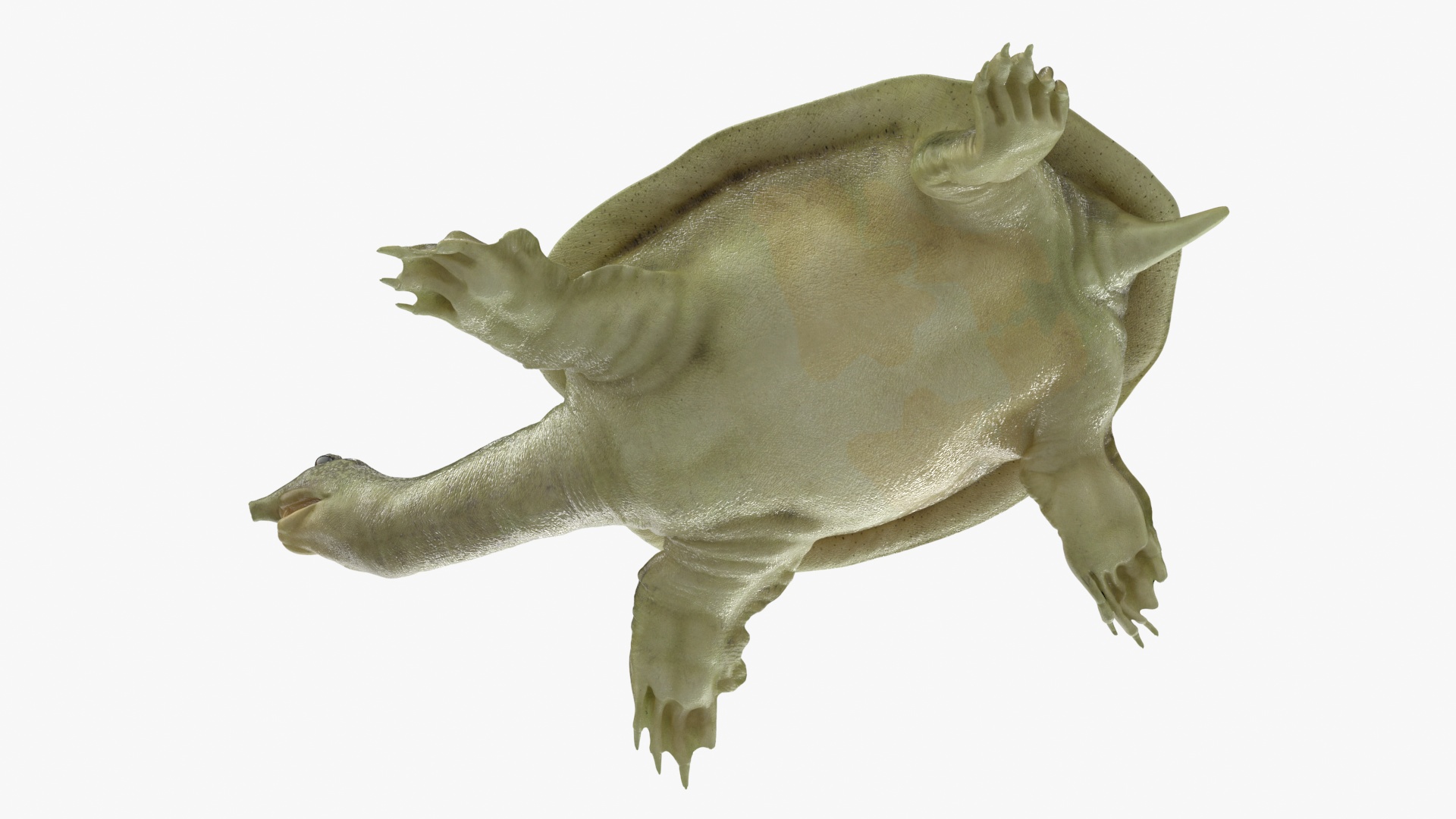 3D Realistic Chinese Softshell Turtle Rigged