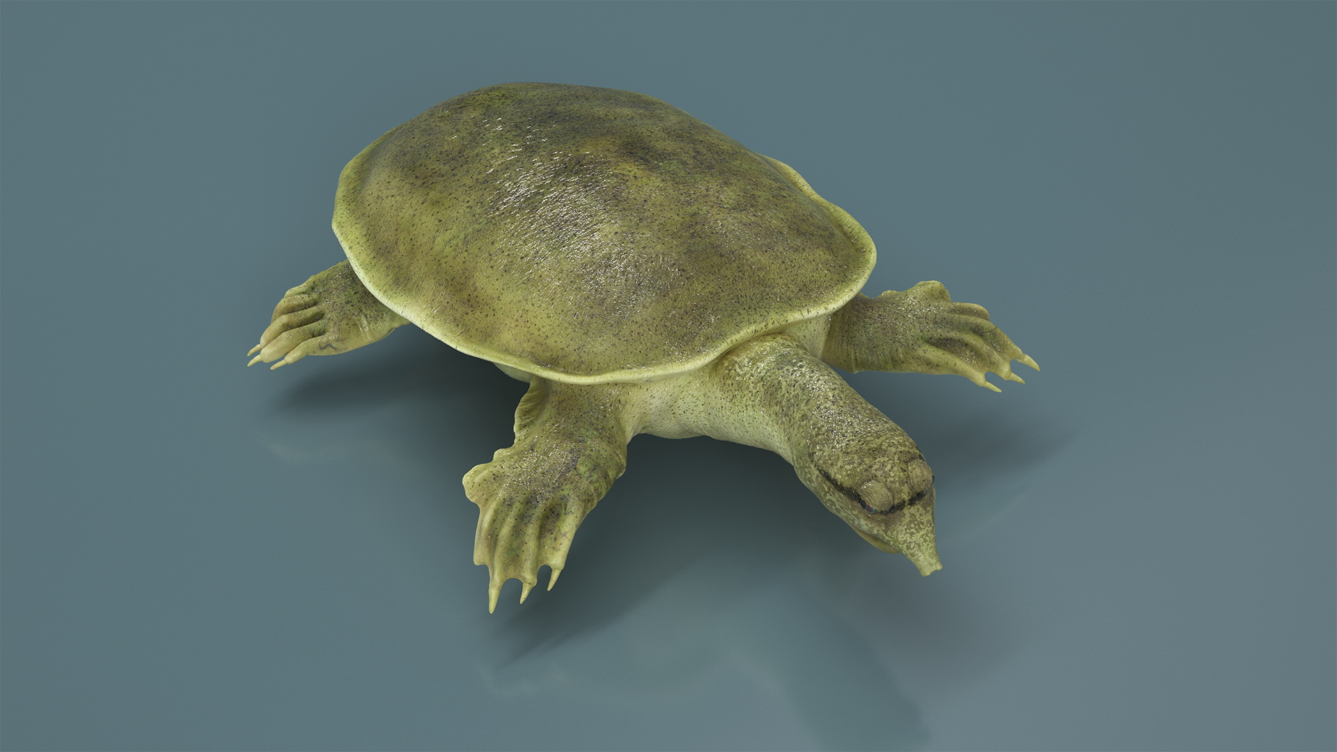 3D Realistic Chinese Softshell Turtle Rigged