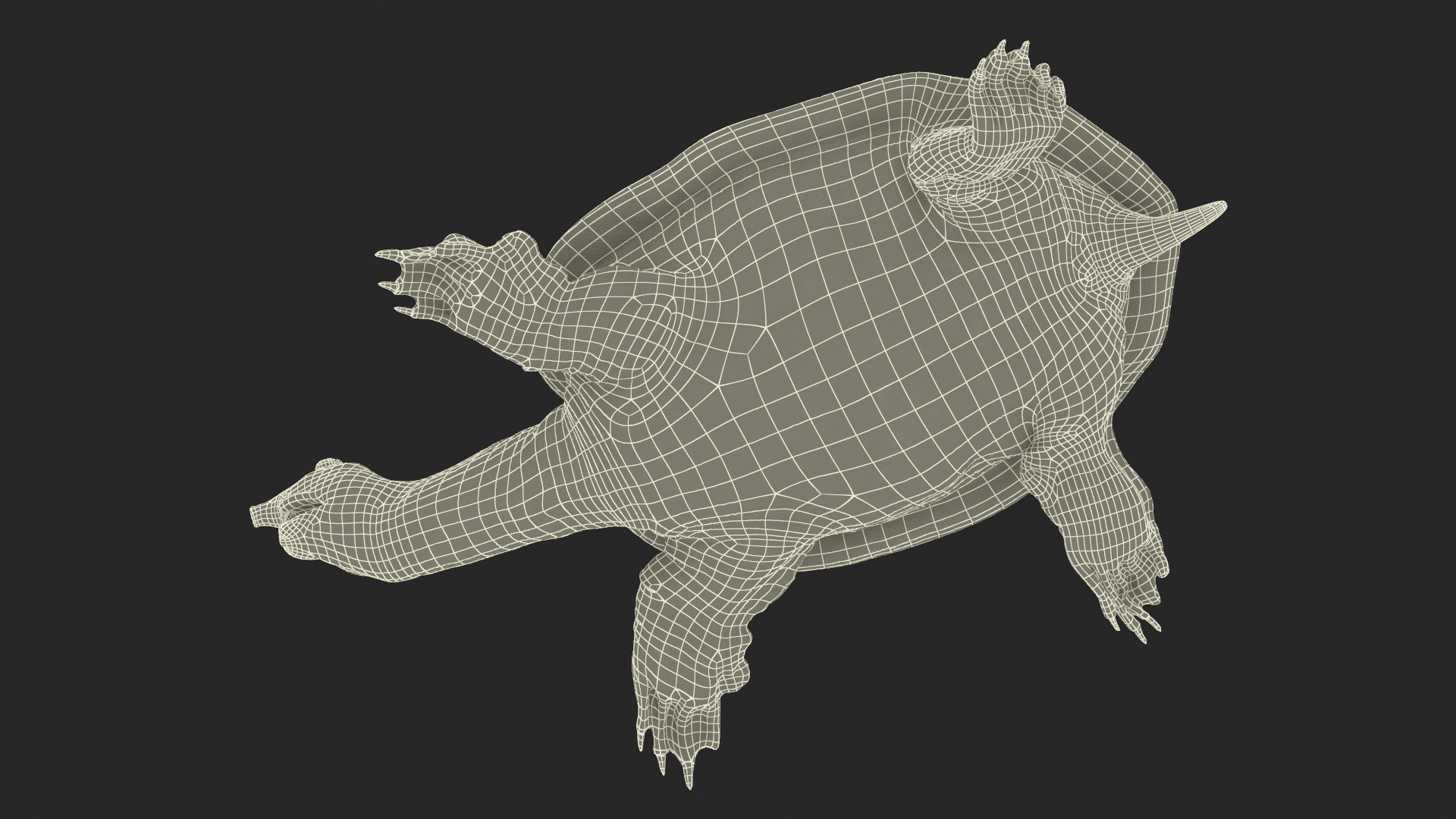 3D Realistic Chinese Softshell Turtle Rigged