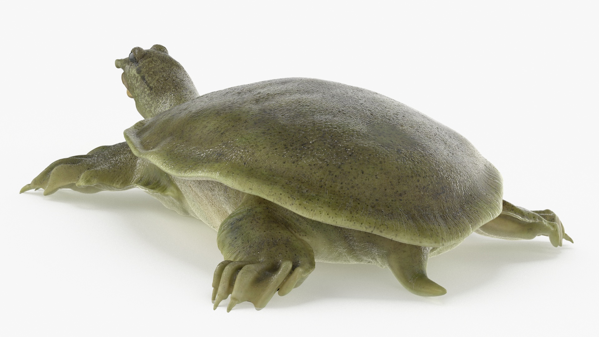 3D Realistic Chinese Softshell Turtle Rigged