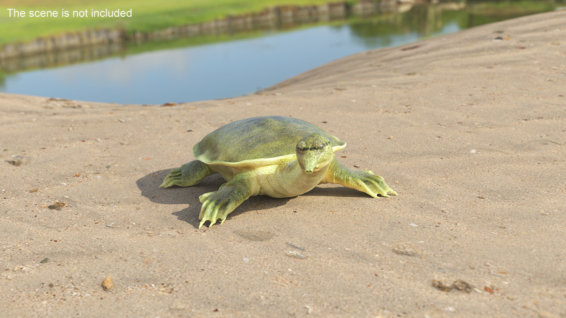 3D Realistic Chinese Softshell Turtle Rigged