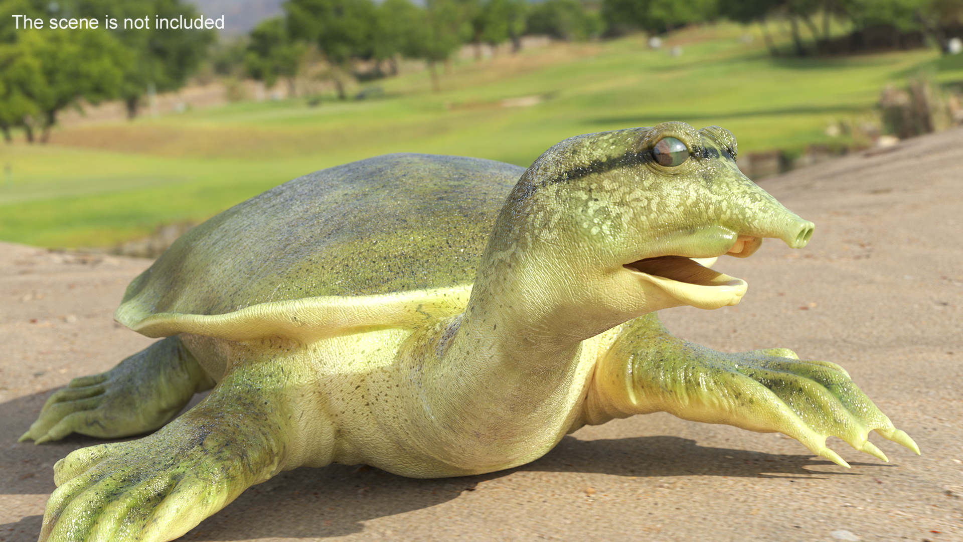 3D Realistic Chinese Softshell Turtle Rigged