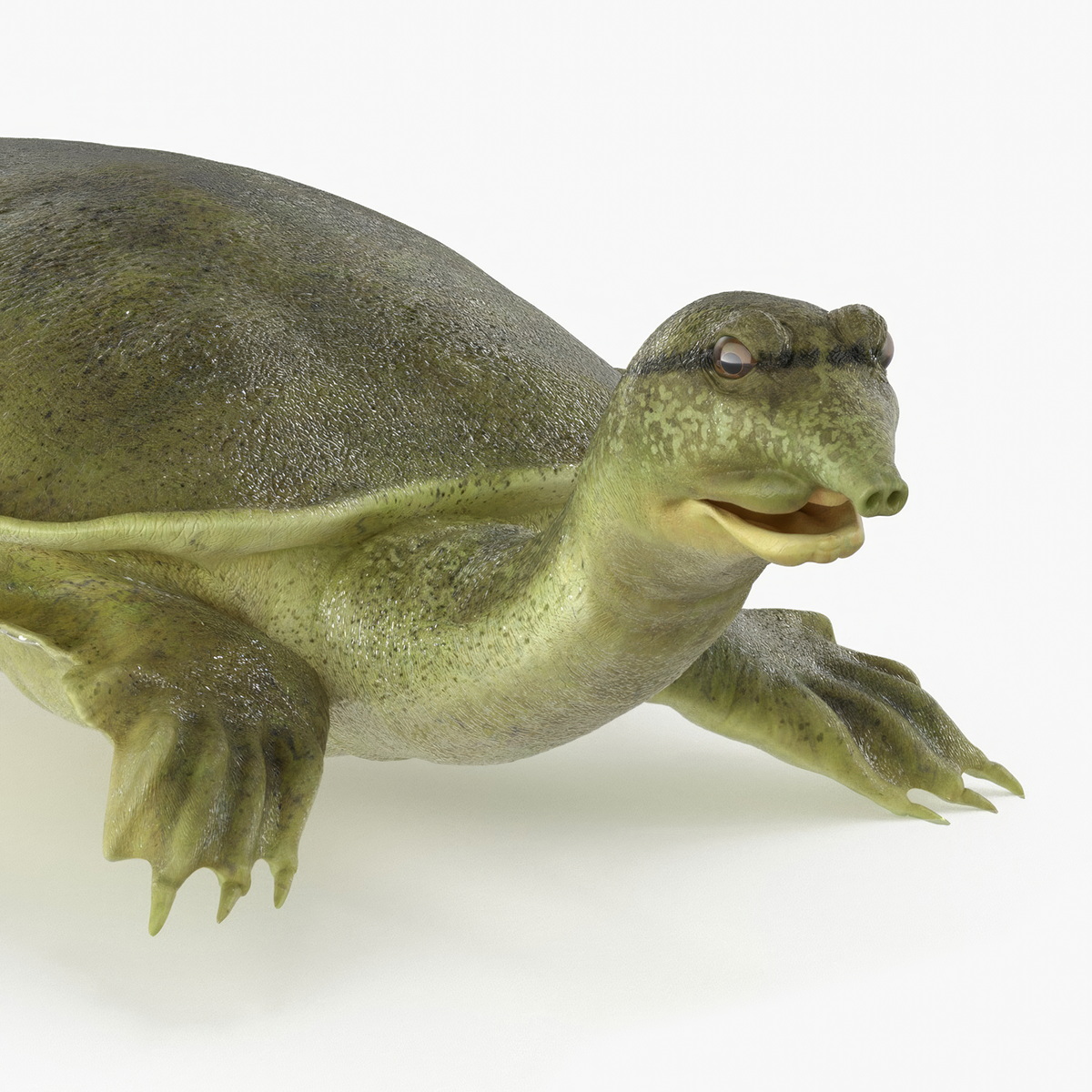 3D Realistic Chinese Softshell Turtle Rigged