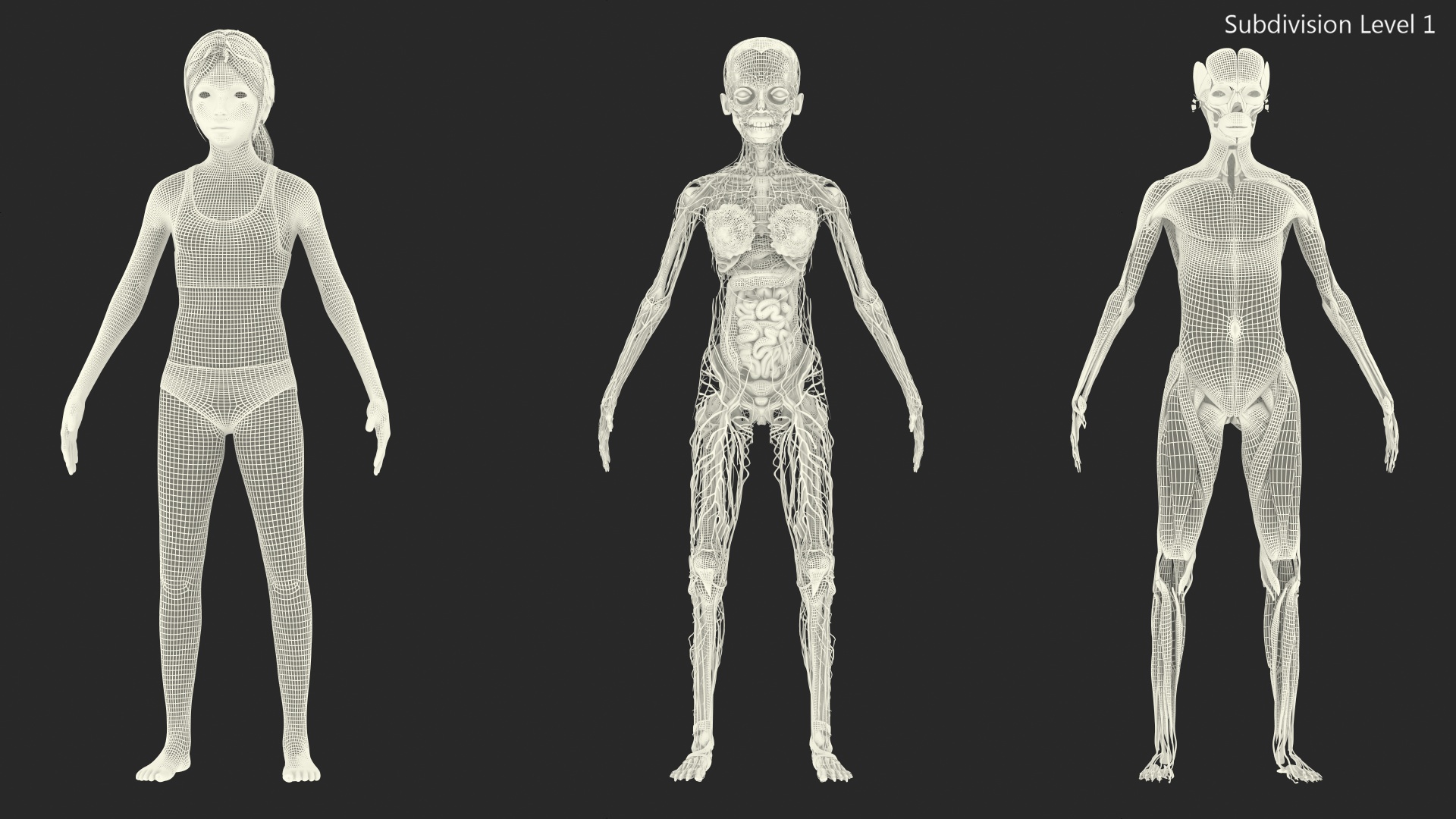 Complete Full Body Kid Girl Anatomy Fur 3D model