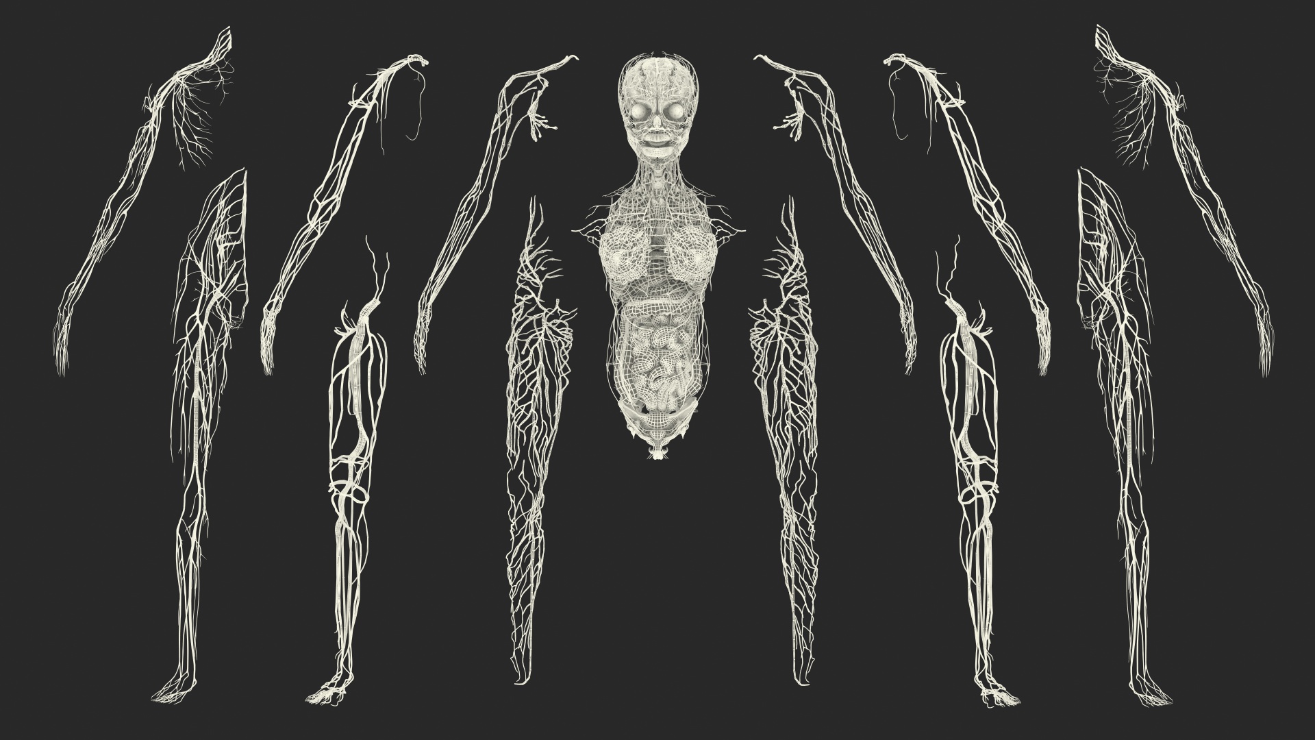 Complete Full Body Kid Girl Anatomy Fur 3D model