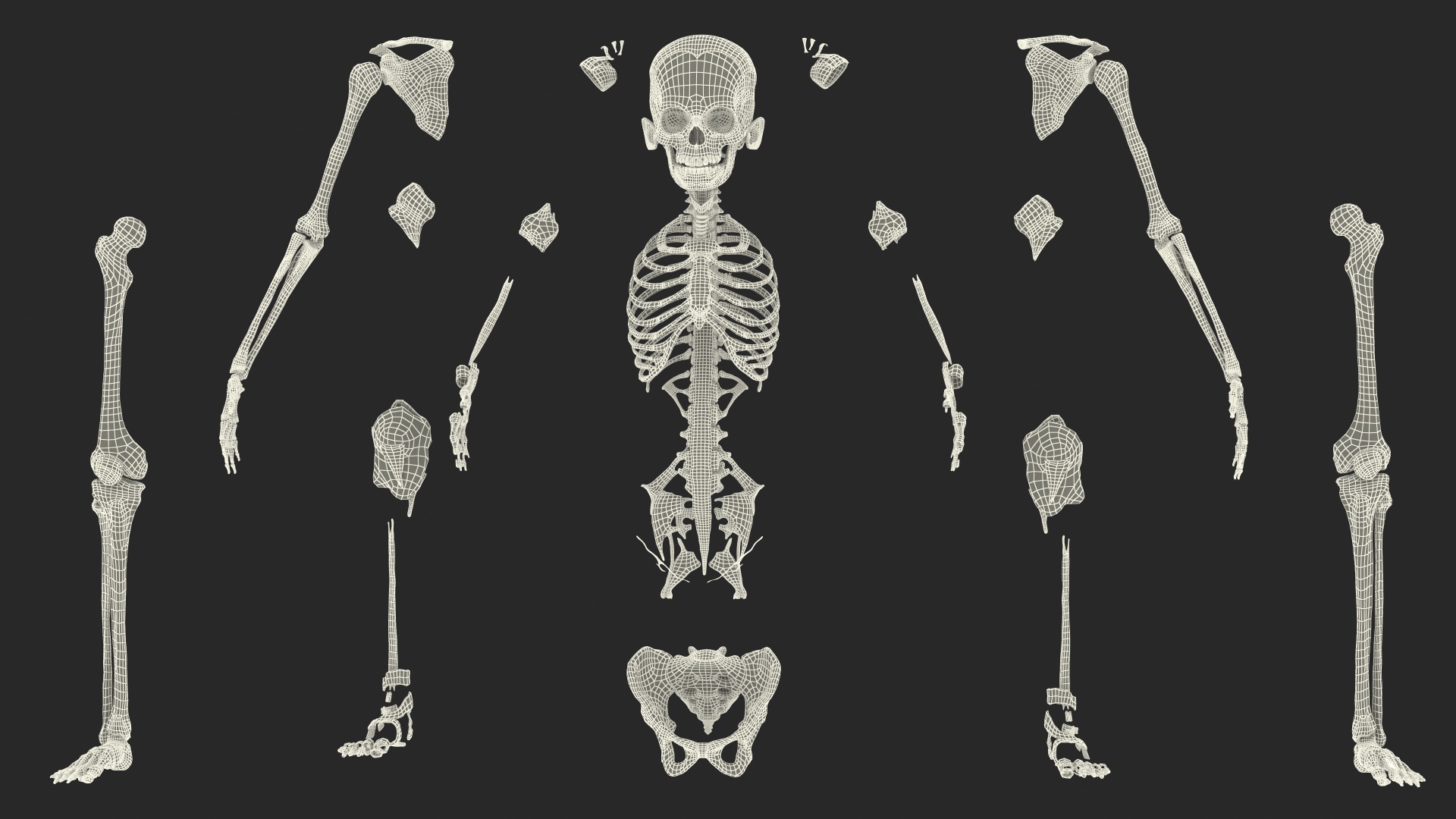 Complete Full Body Kid Girl Anatomy Fur 3D model