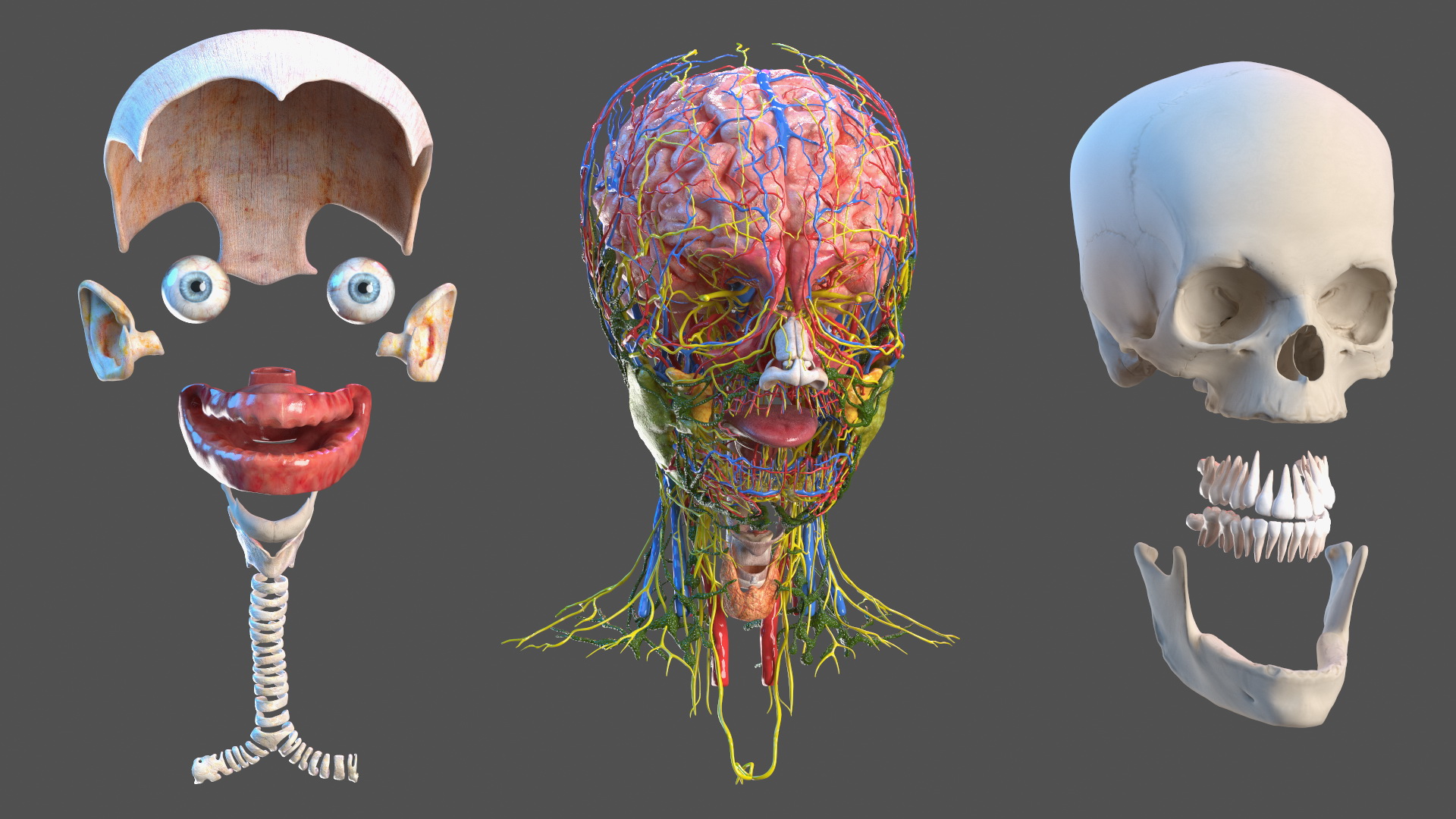 Complete Full Body Kid Girl Anatomy Fur 3D model