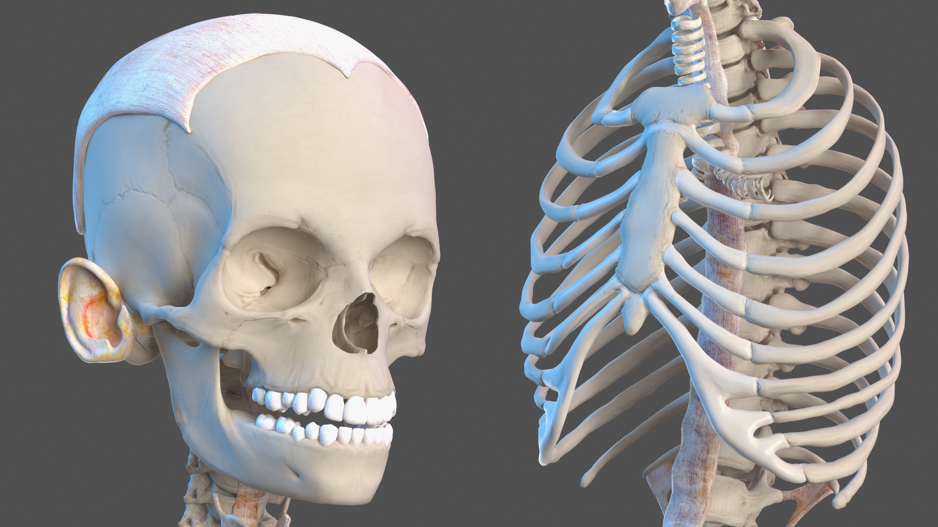 Complete Full Body Kid Girl Anatomy Fur 3D model