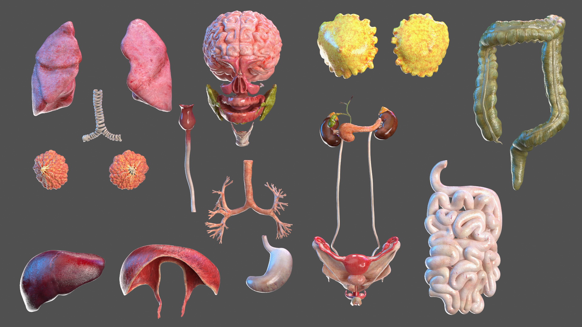 Complete Full Body Kid Girl Anatomy Fur 3D model