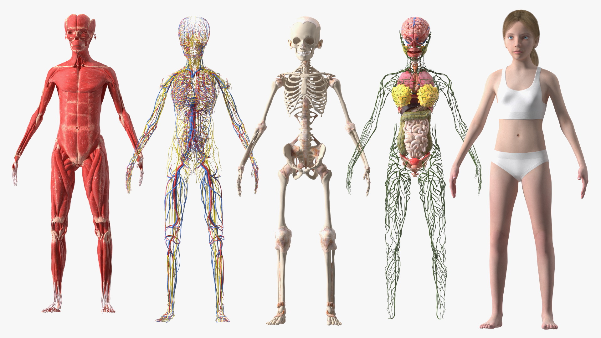 Complete Full Body Kid Girl Anatomy Fur 3D model