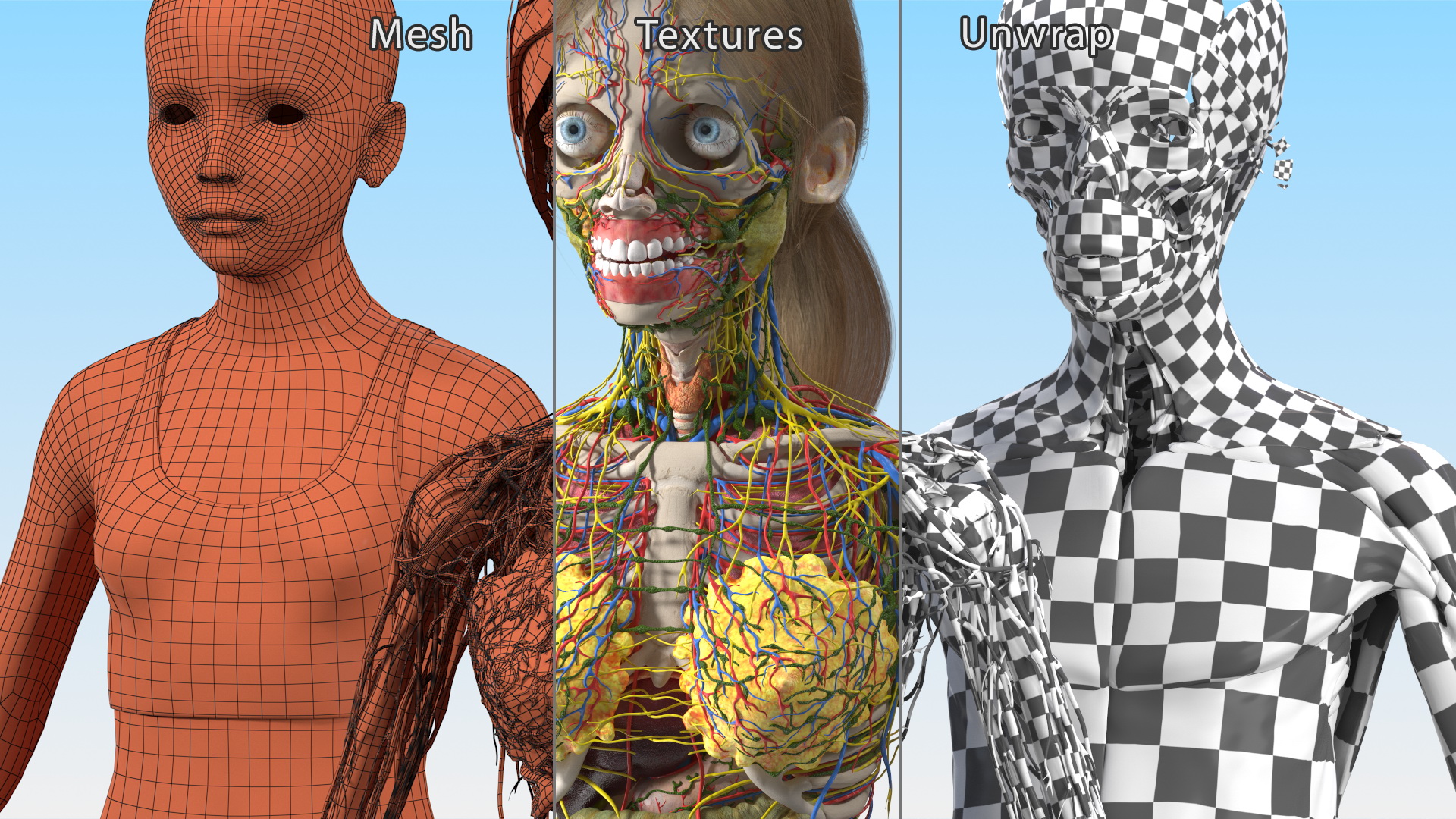 Complete Full Body Kid Girl Anatomy Fur 3D model