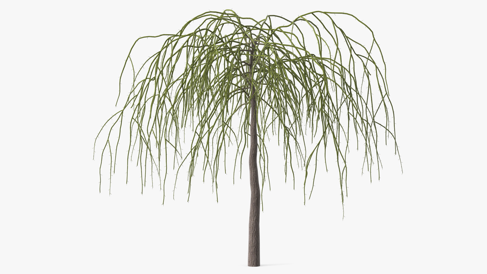 3D Nude Weeping Mulberry