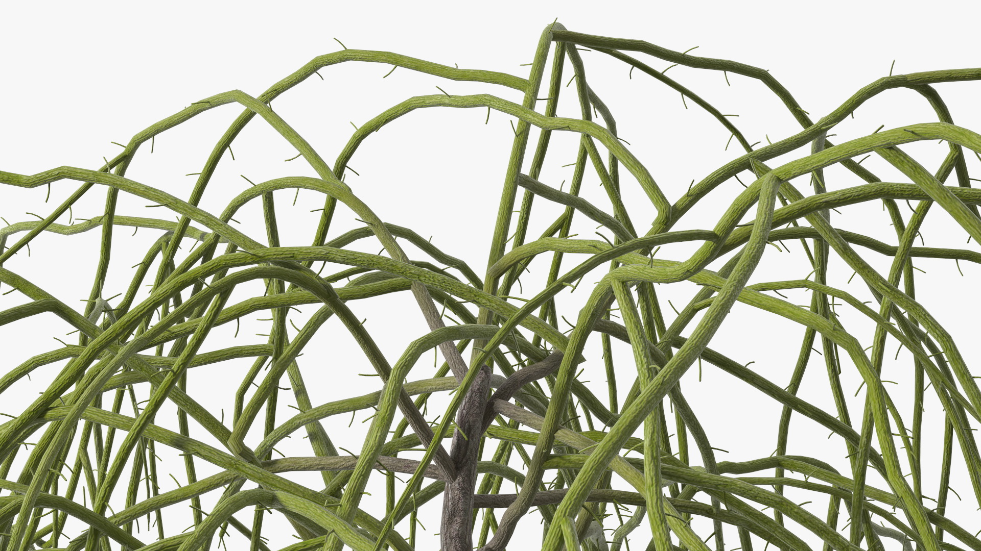 3D Nude Weeping Mulberry