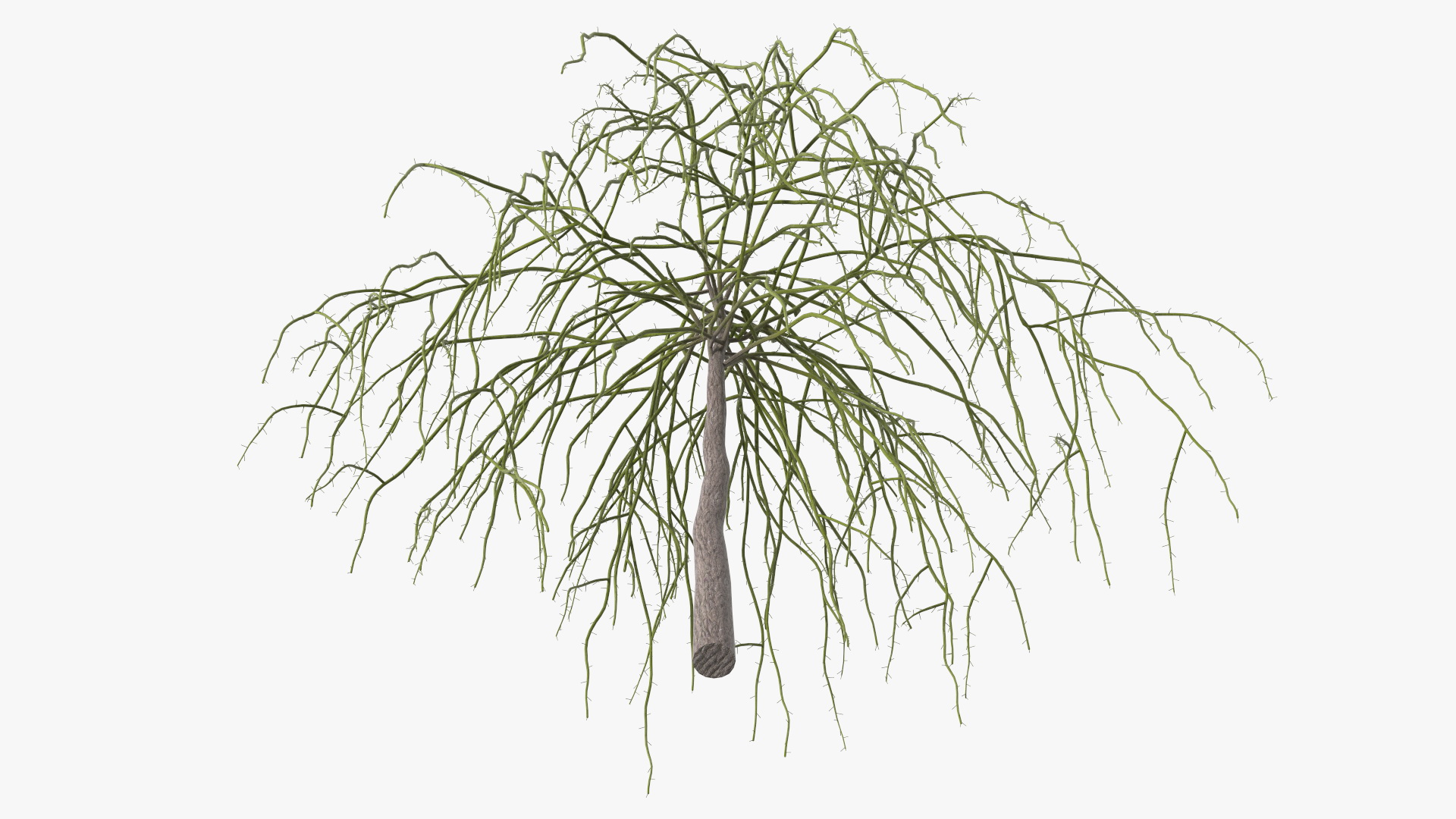 3D Nude Weeping Mulberry