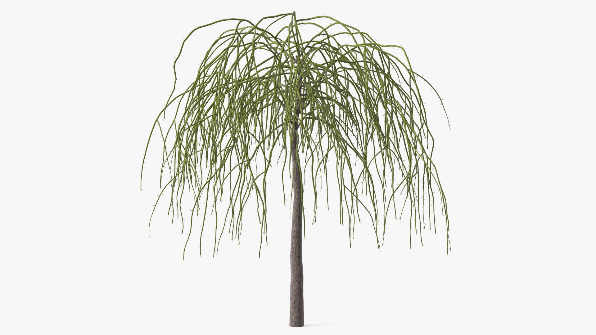 3D Nude Weeping Mulberry