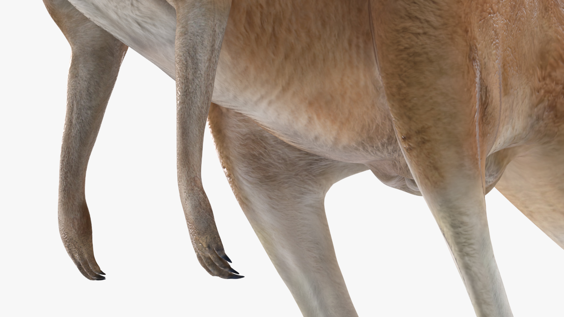 3D model Kangaroo