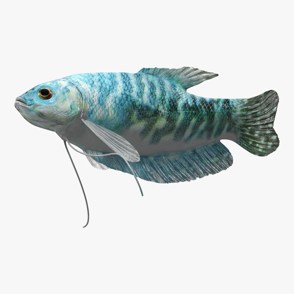 3D Blue Opaline Gourami Fish Rigged for Cinema 4D