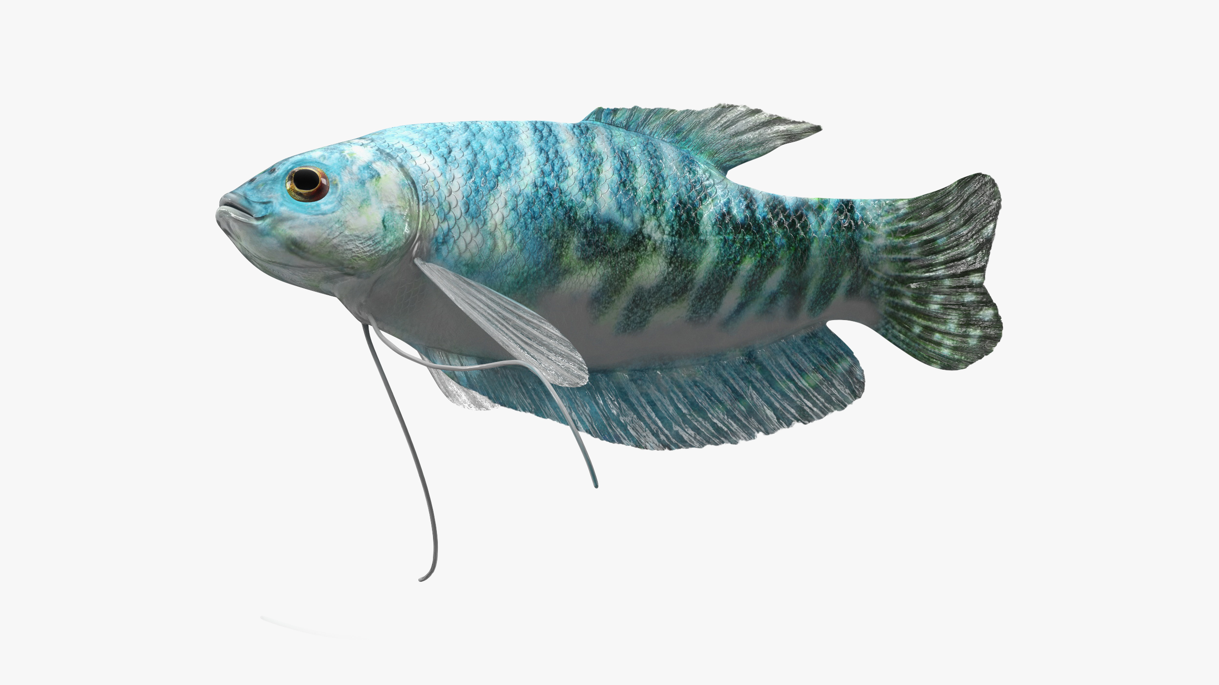 3D Blue Opaline Gourami Fish Rigged for Cinema 4D
