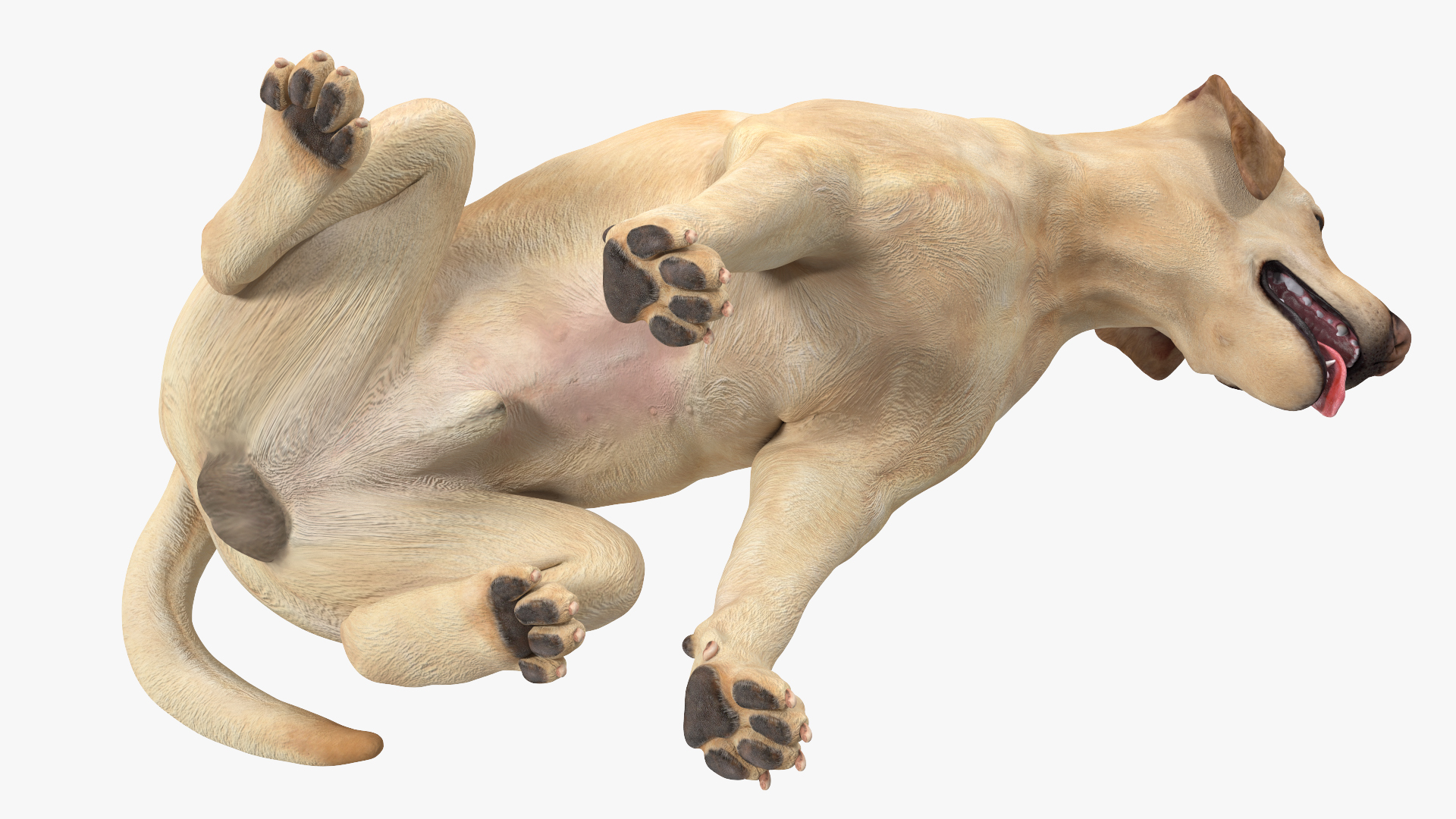3D Labrador Dog White Sitting