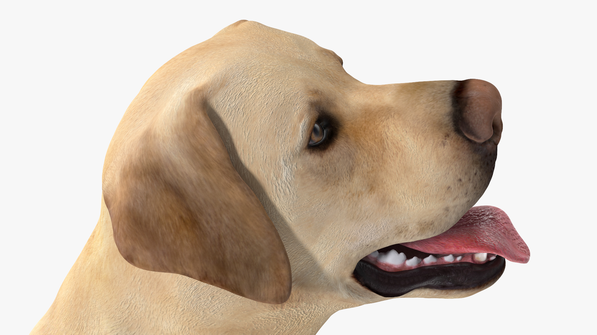 3D Labrador Dog White Sitting