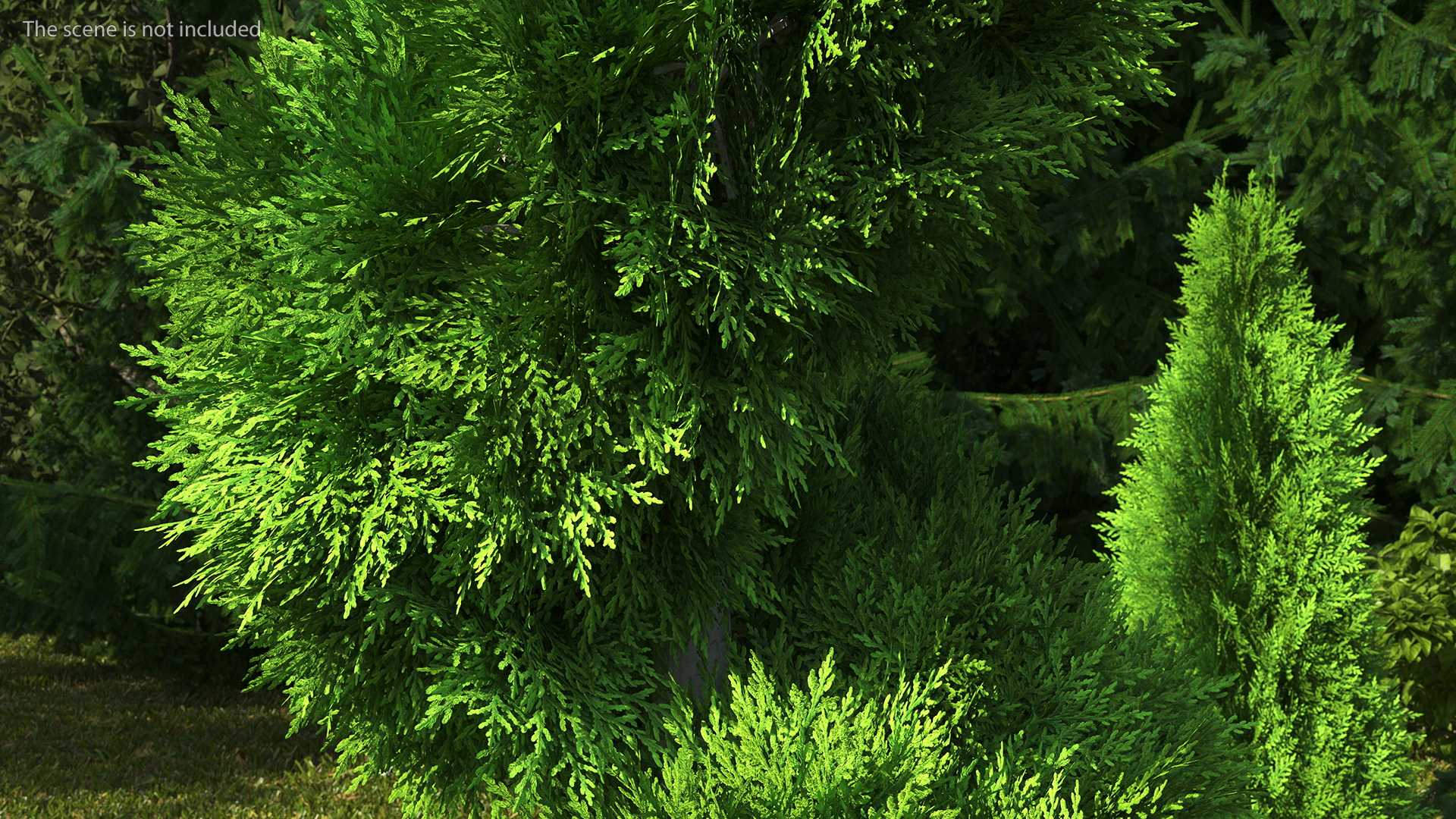 3D Twisted Chinese Arborvitae