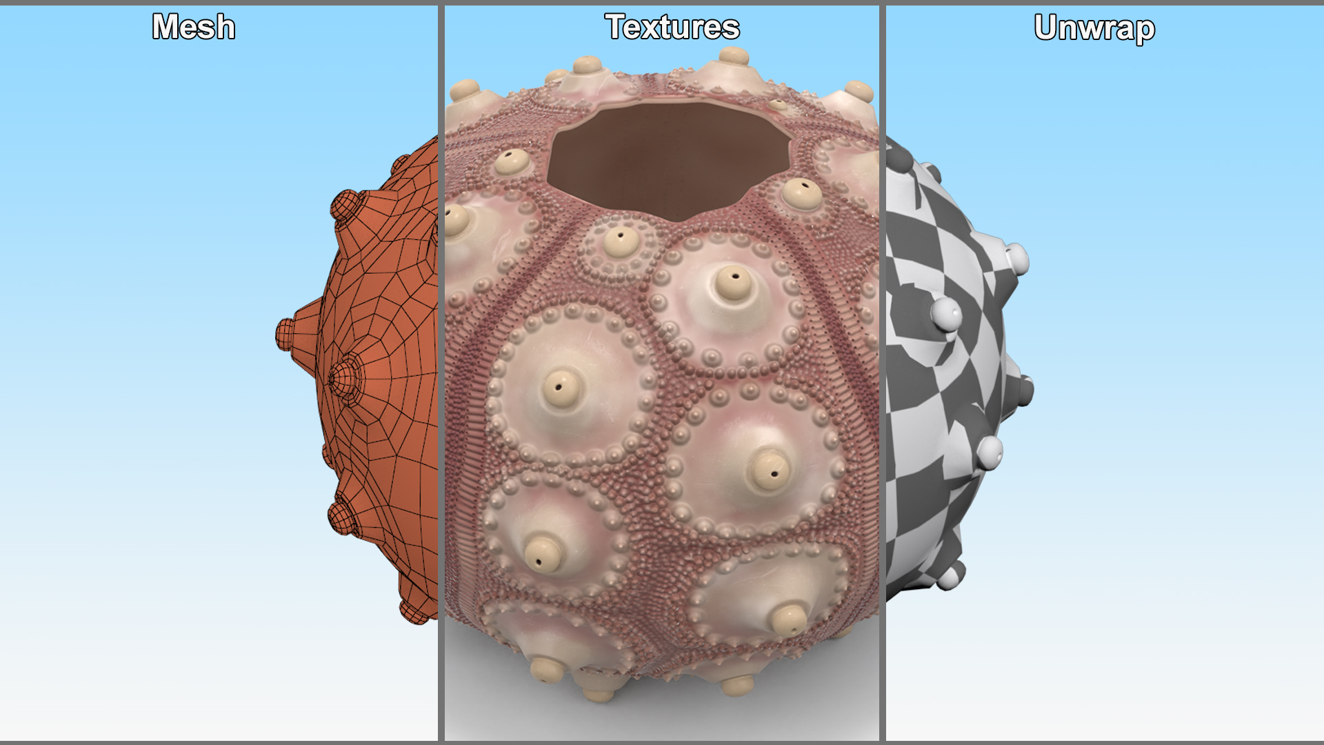 3D model Decorative Pink Sputnik Sea Urchin Shell