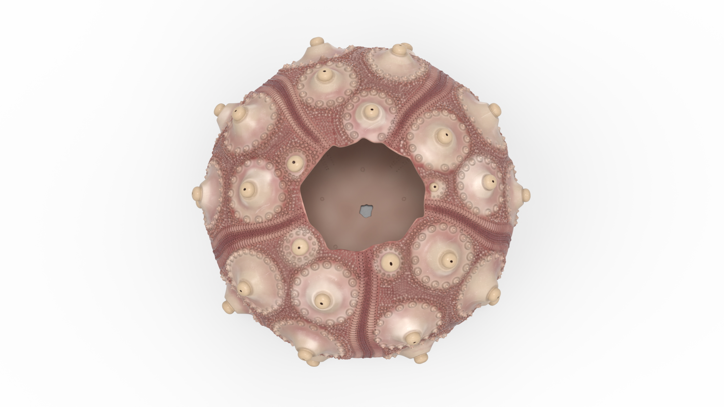 3D model Decorative Pink Sputnik Sea Urchin Shell