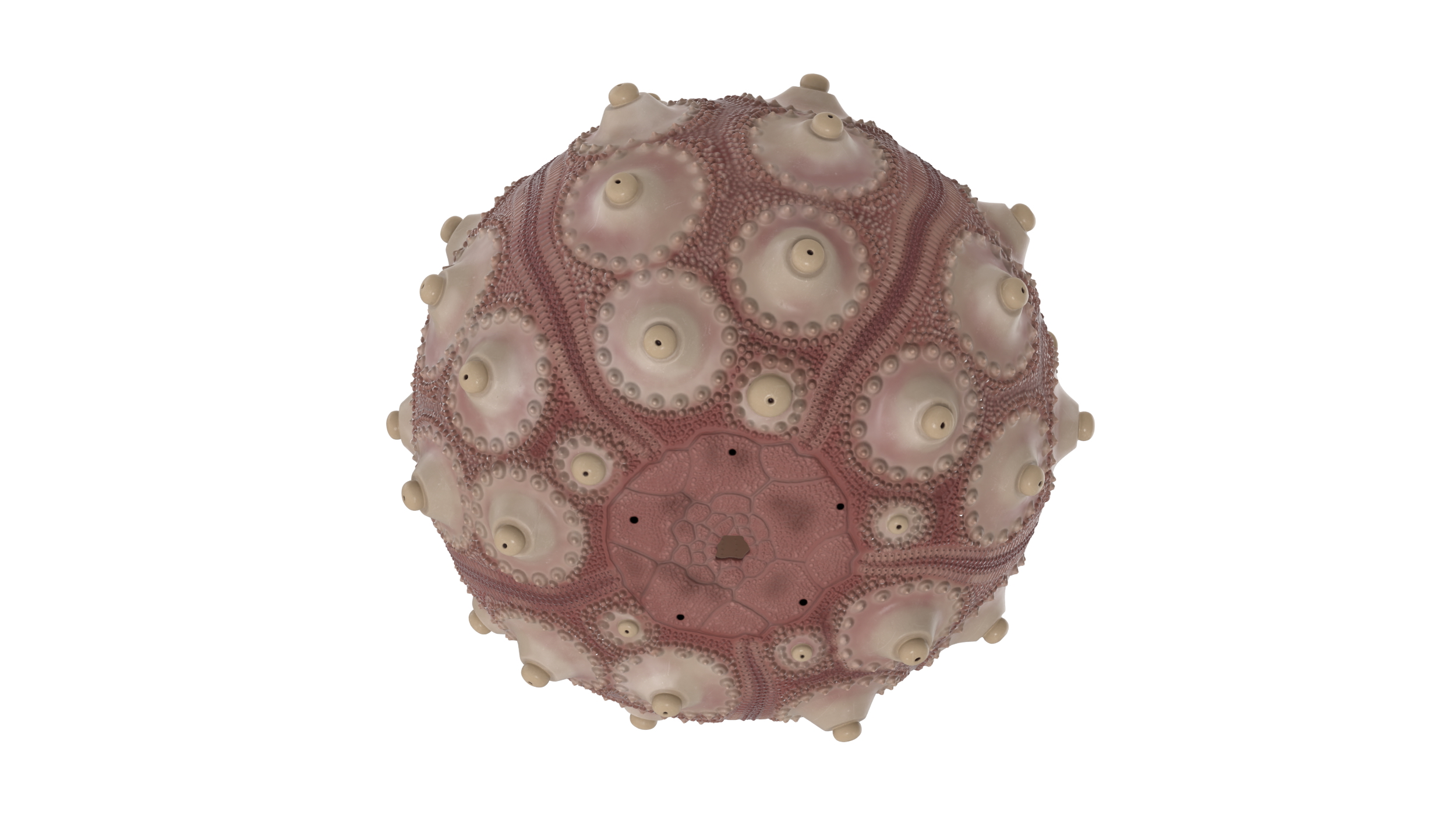 3D model Decorative Pink Sputnik Sea Urchin Shell