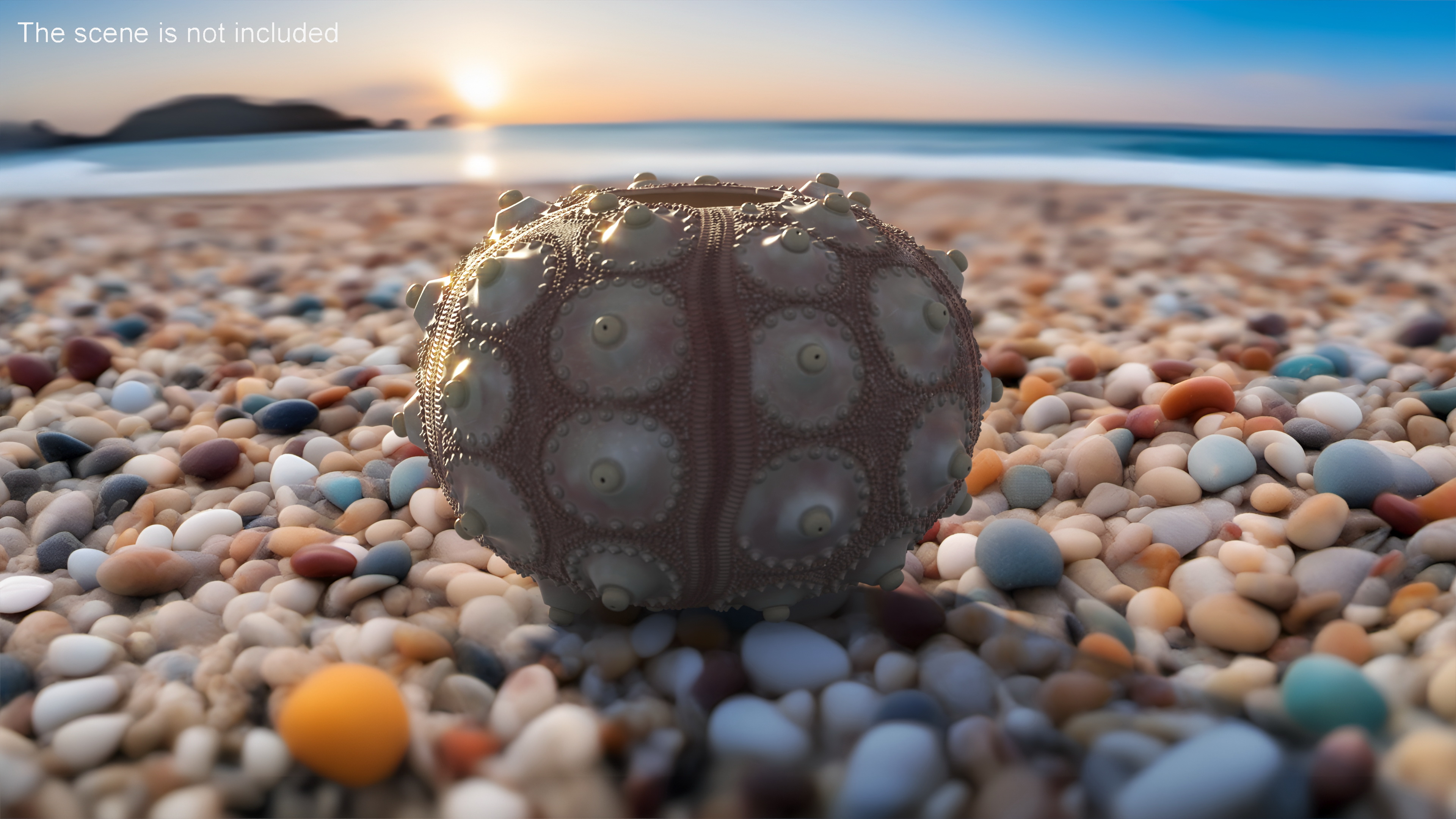 3D model Decorative Pink Sputnik Sea Urchin Shell