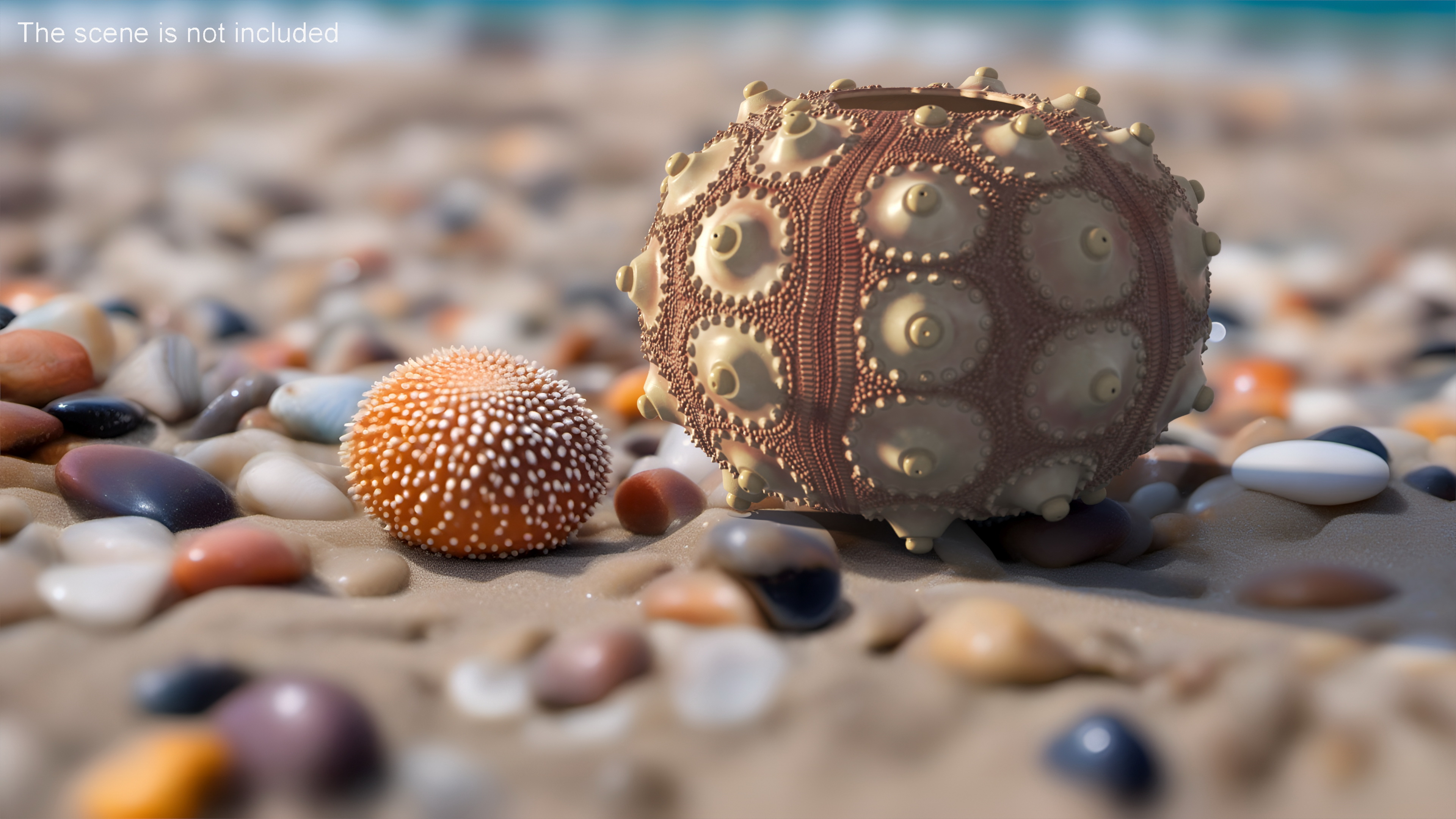 3D model Decorative Pink Sputnik Sea Urchin Shell