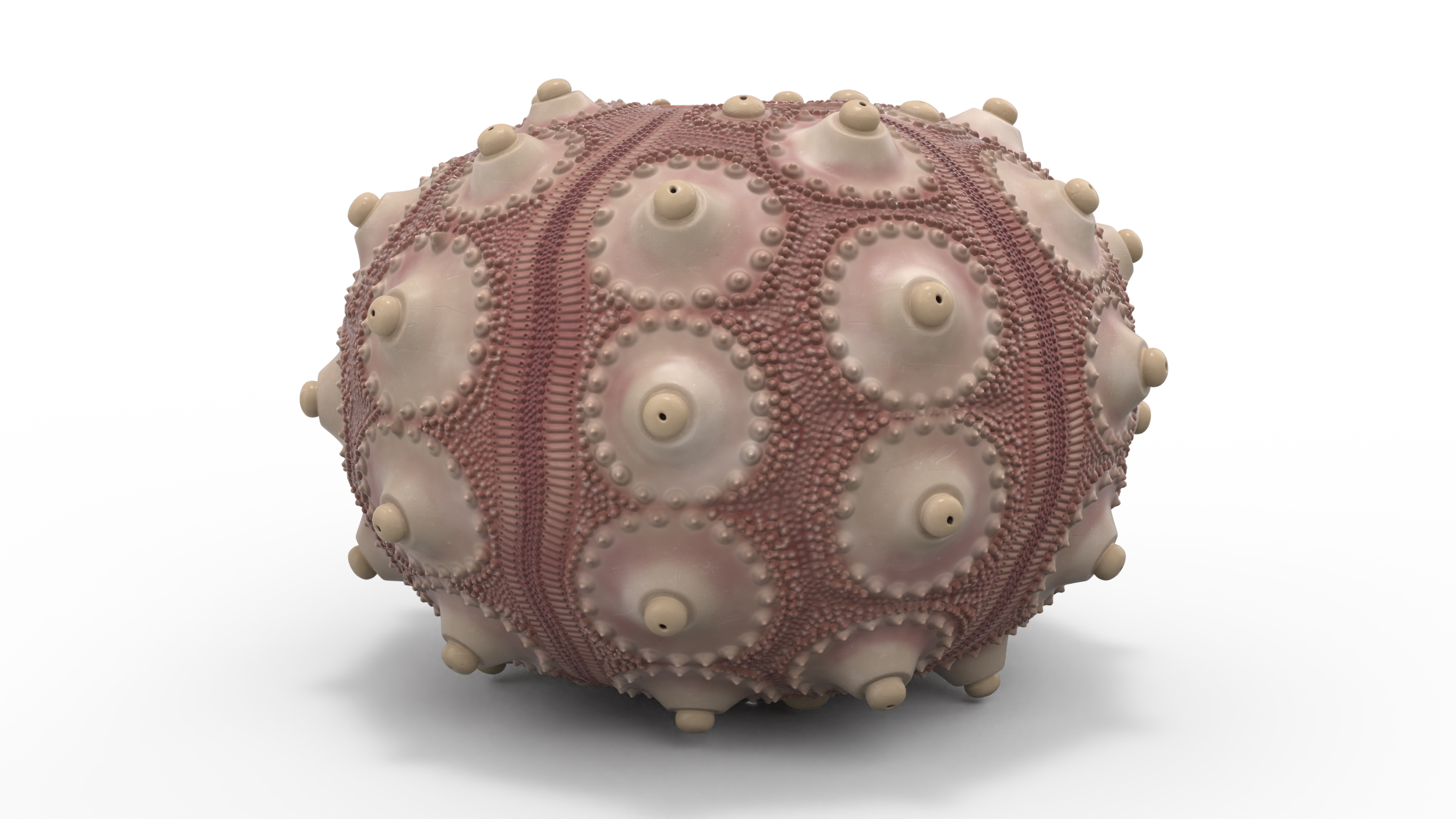 3D model Decorative Pink Sputnik Sea Urchin Shell