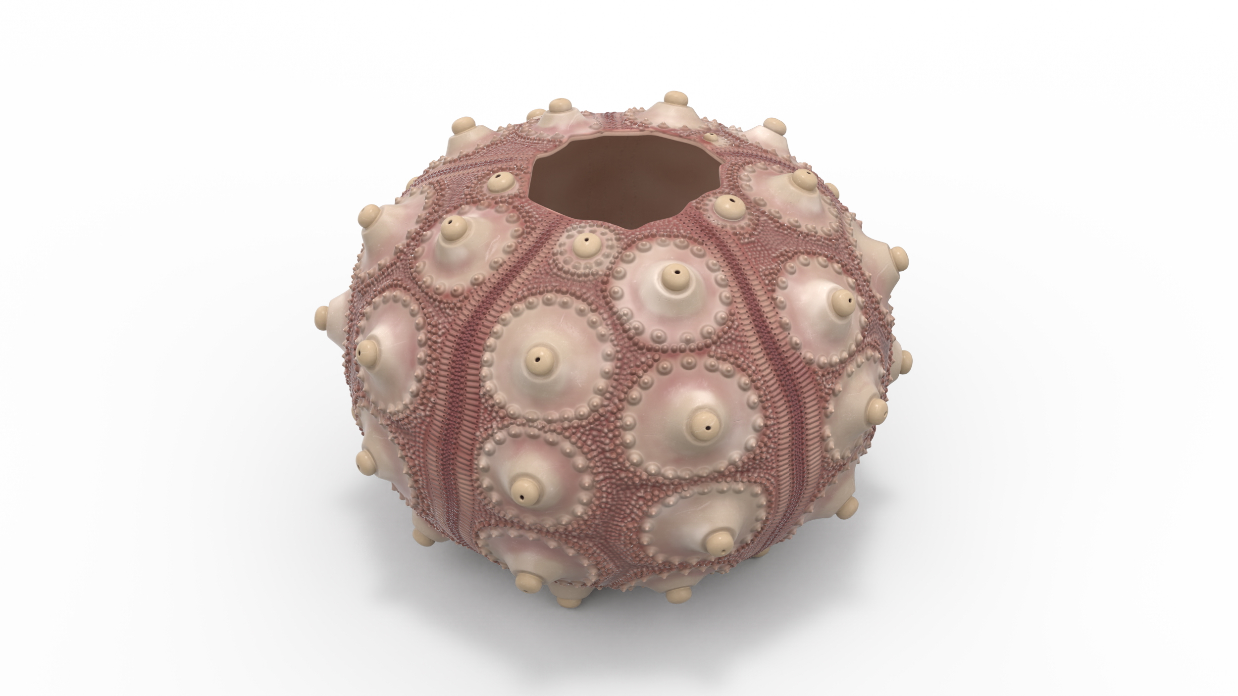 3D model Decorative Pink Sputnik Sea Urchin Shell