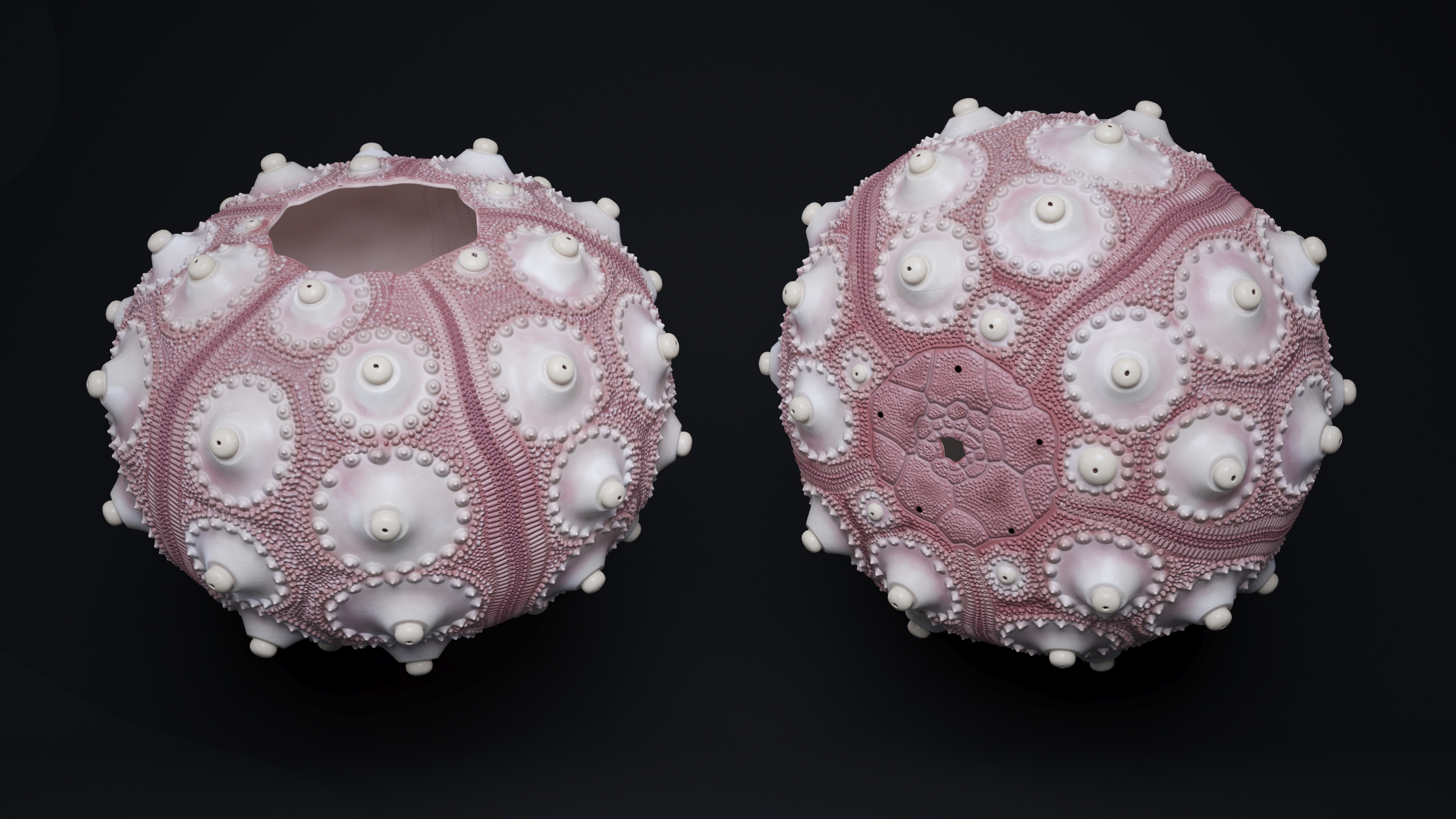 3D model Decorative Pink Sputnik Sea Urchin Shell