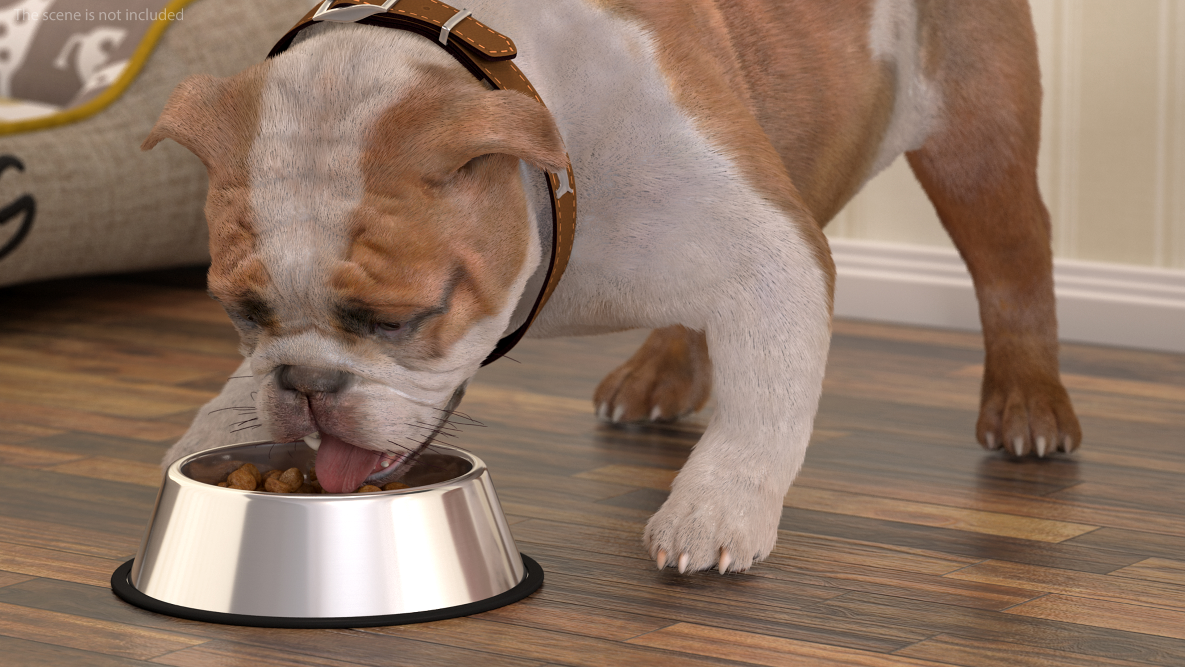 Bulldog Eats Out of the Bowl Fur 3D