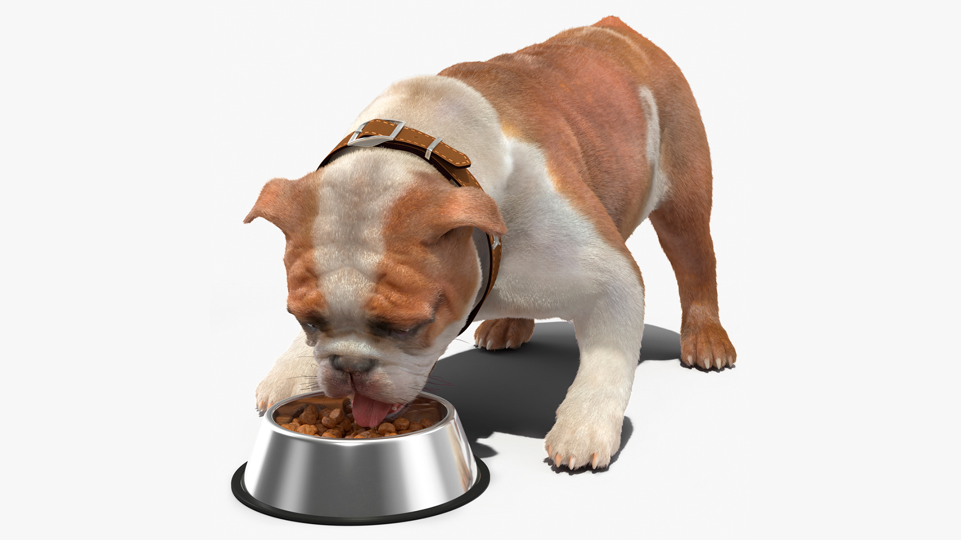 Bulldog Eats Out of the Bowl Fur 3D