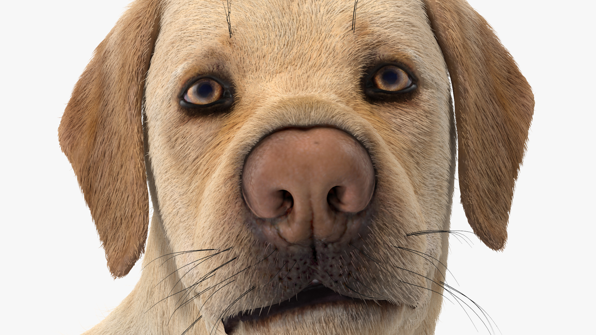 3D Labrador Dog White Standing Fur