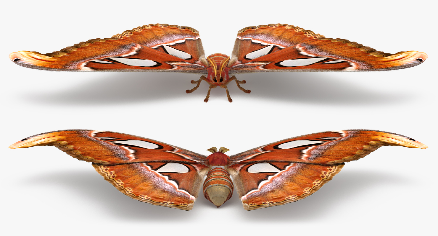 3D Attacus Atlas Large Saturniid Moth with Fur model